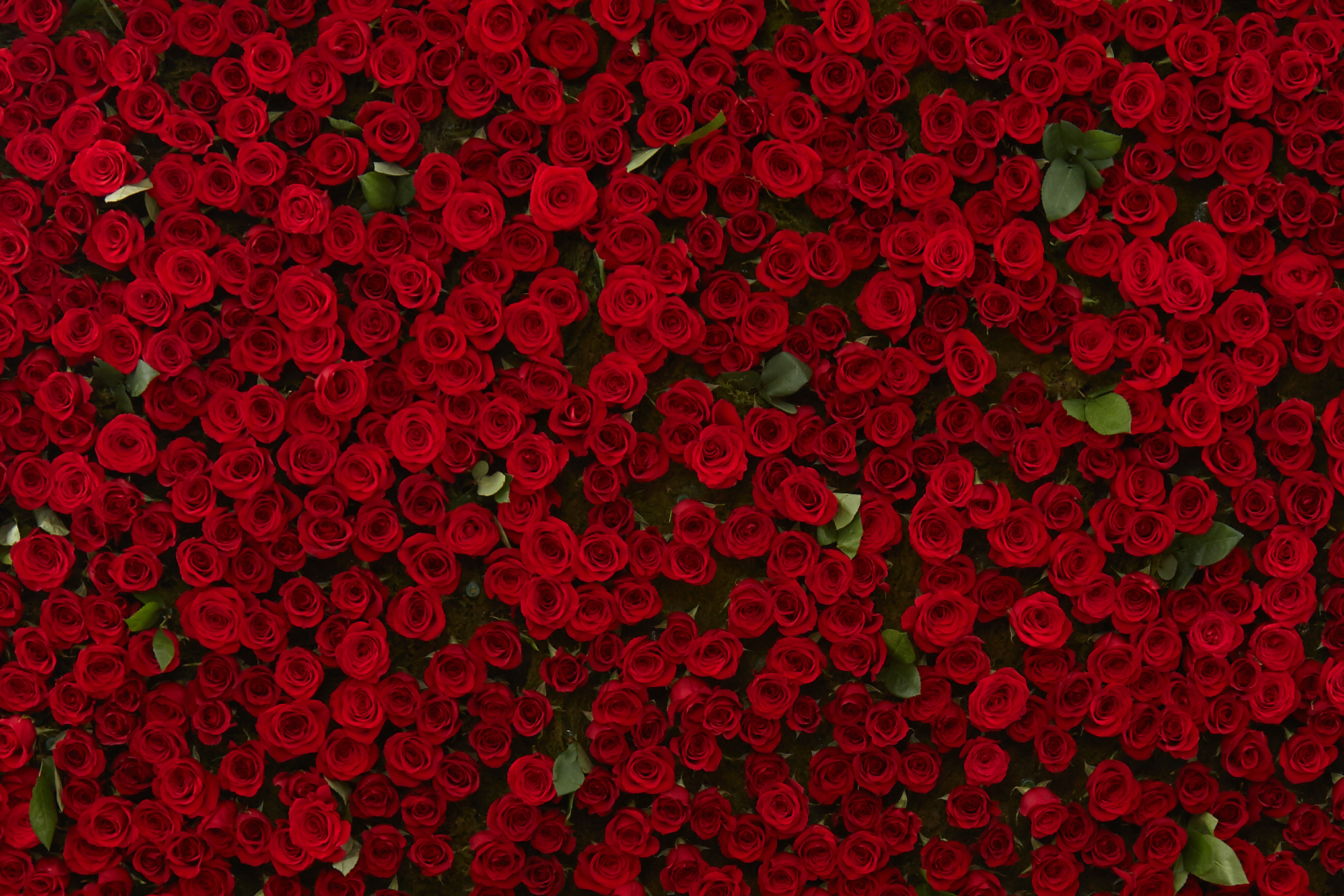 Free download wallpaper Flowers, Flower, Rose, Earth, Red Flower on your PC desktop