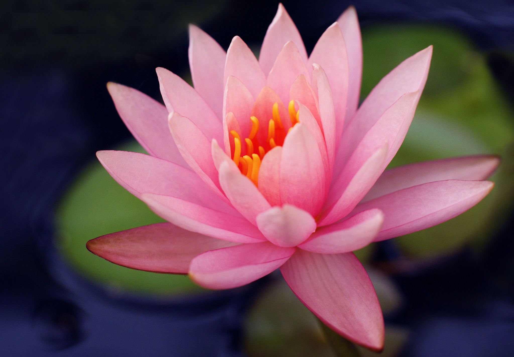 Free download wallpaper Nature, Flowers, Flower, Close Up, Earth, Water Lily, Pink Flower on your PC desktop