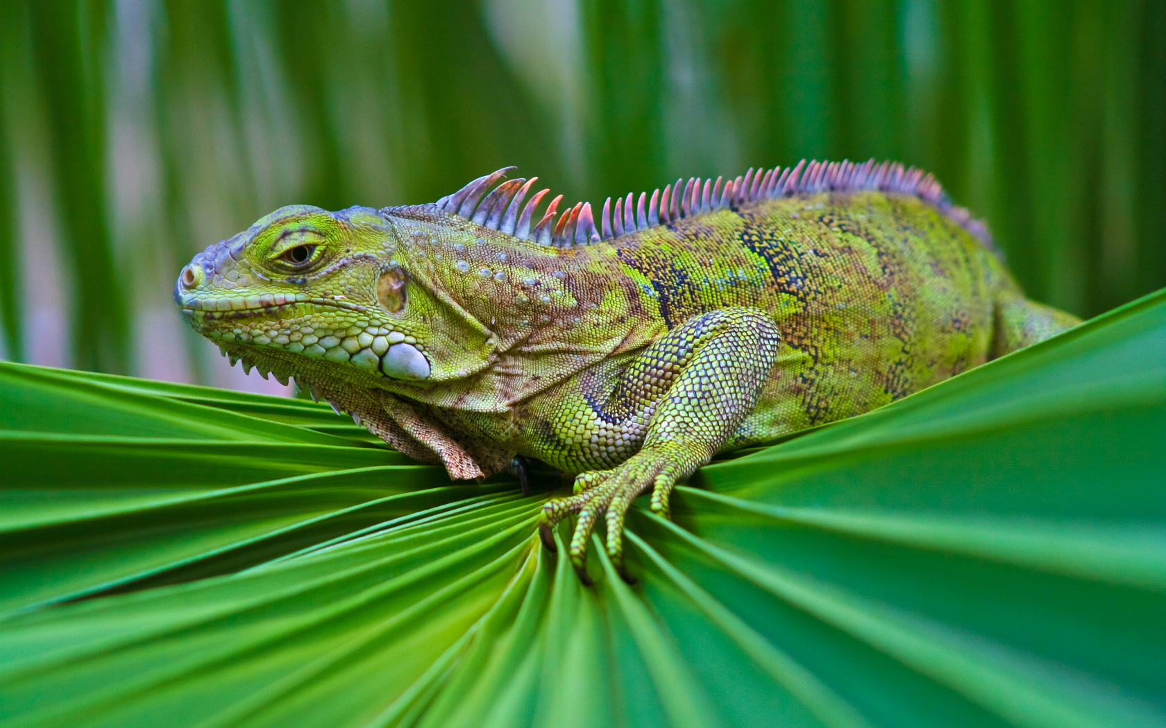 1464441 descargar fondo de pantalla lagarto, animales, iguana: protectores de pantalla e imágenes gratis