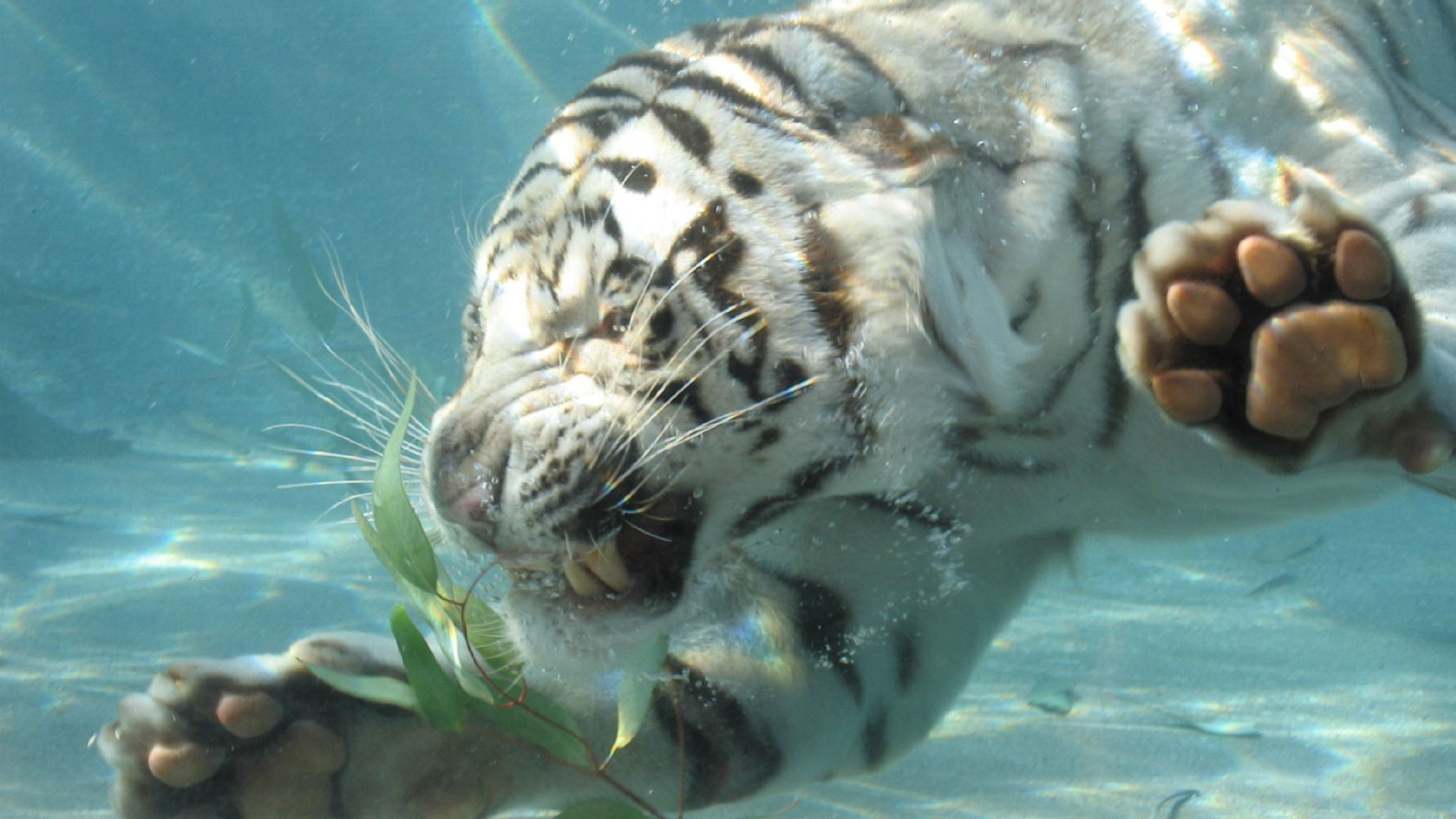 Завантажити шпалери безкоштовно Тварина, Білий Тигр картинка на робочий стіл ПК