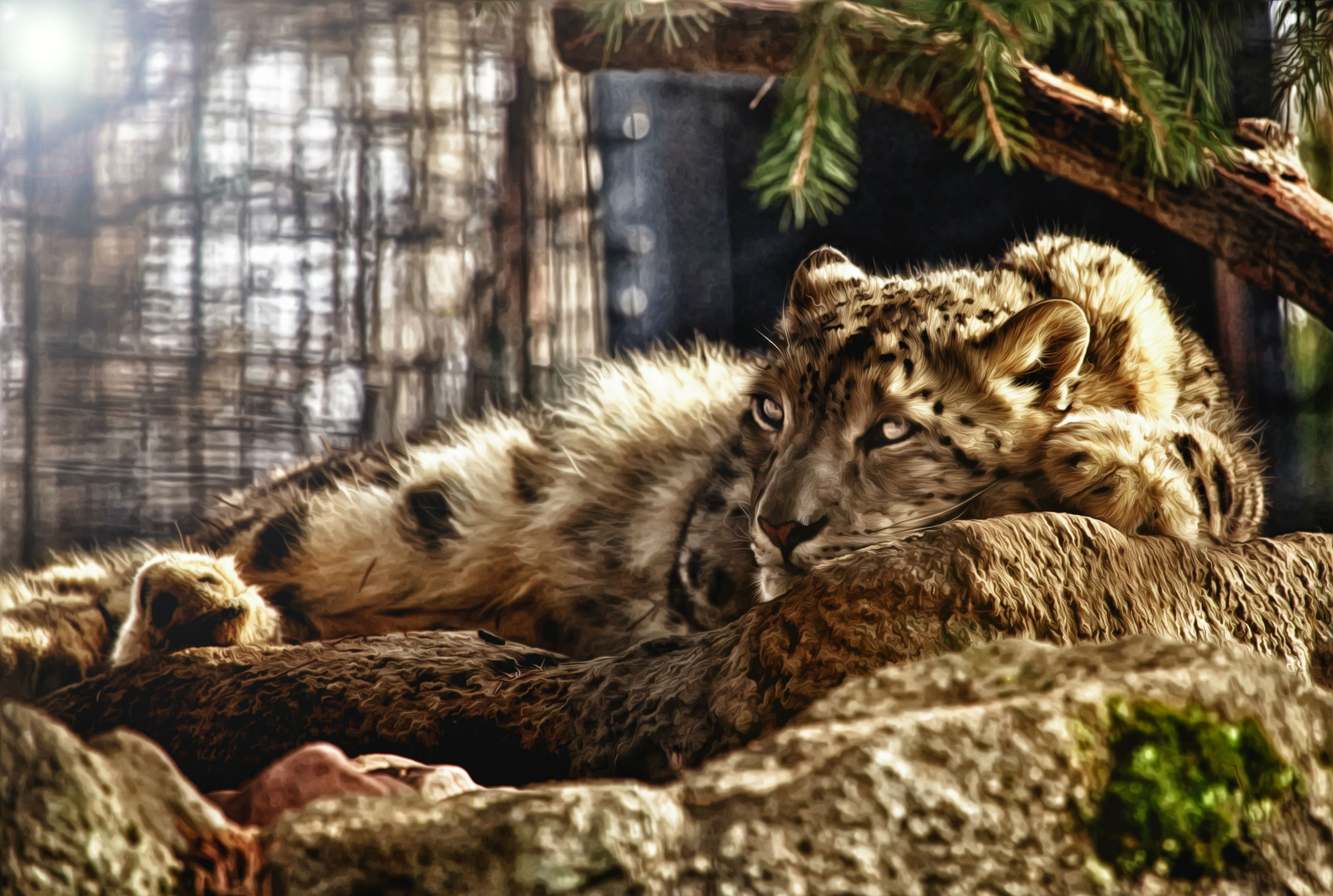 Descarga gratuita de fondo de pantalla para móvil de Animales, Gatos, Leopardo.