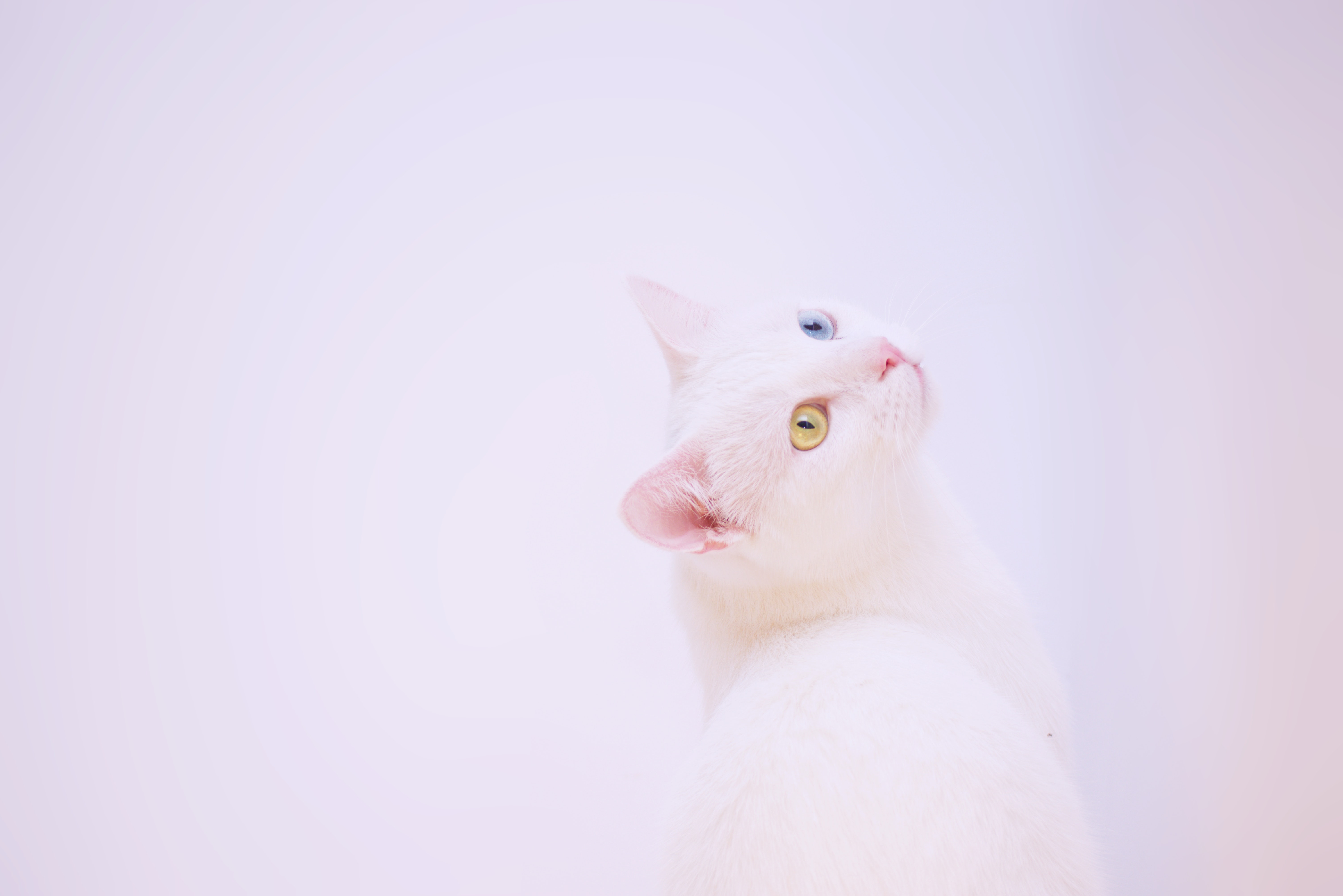 152534 baixar imagens gato, branco, focinho, minimalismo, heterocromia - papéis de parede e protetores de tela gratuitamente