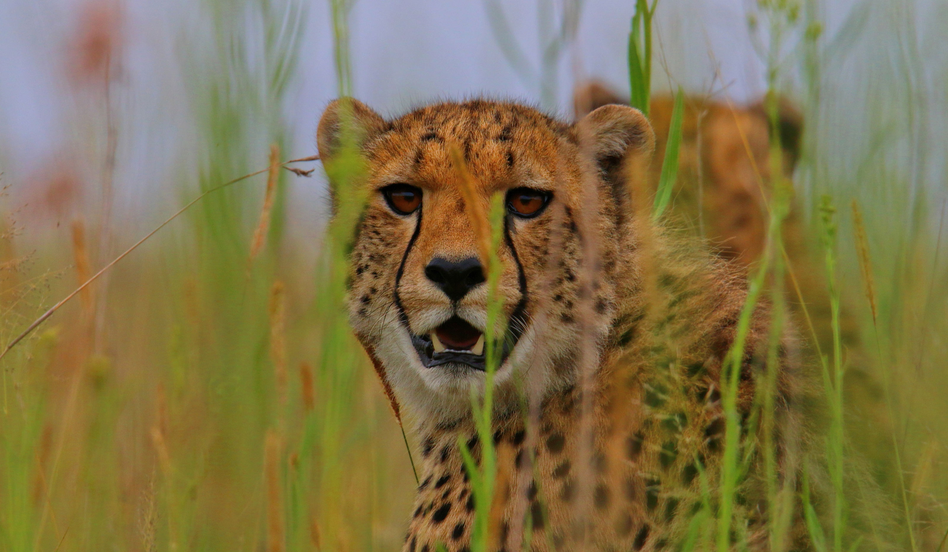 Free download wallpaper Cats, Grass, Cheetah, Muzzle, Animal on your PC desktop