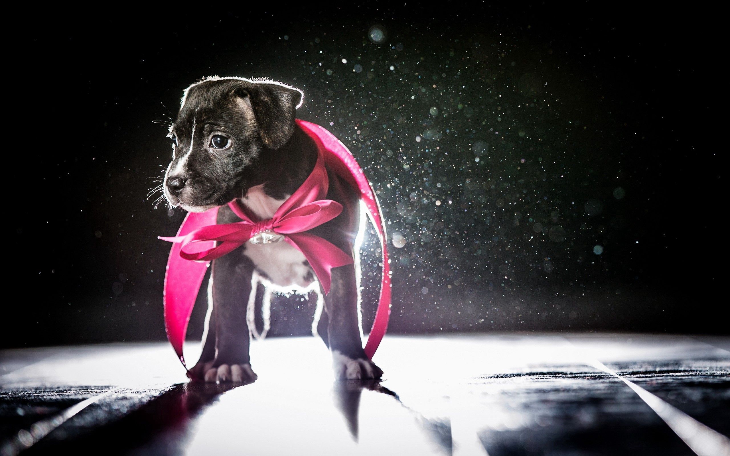 PCデスクトップに動物, 輝く, 光, 影, 弓, 犬, 子犬画像を無料でダウンロード