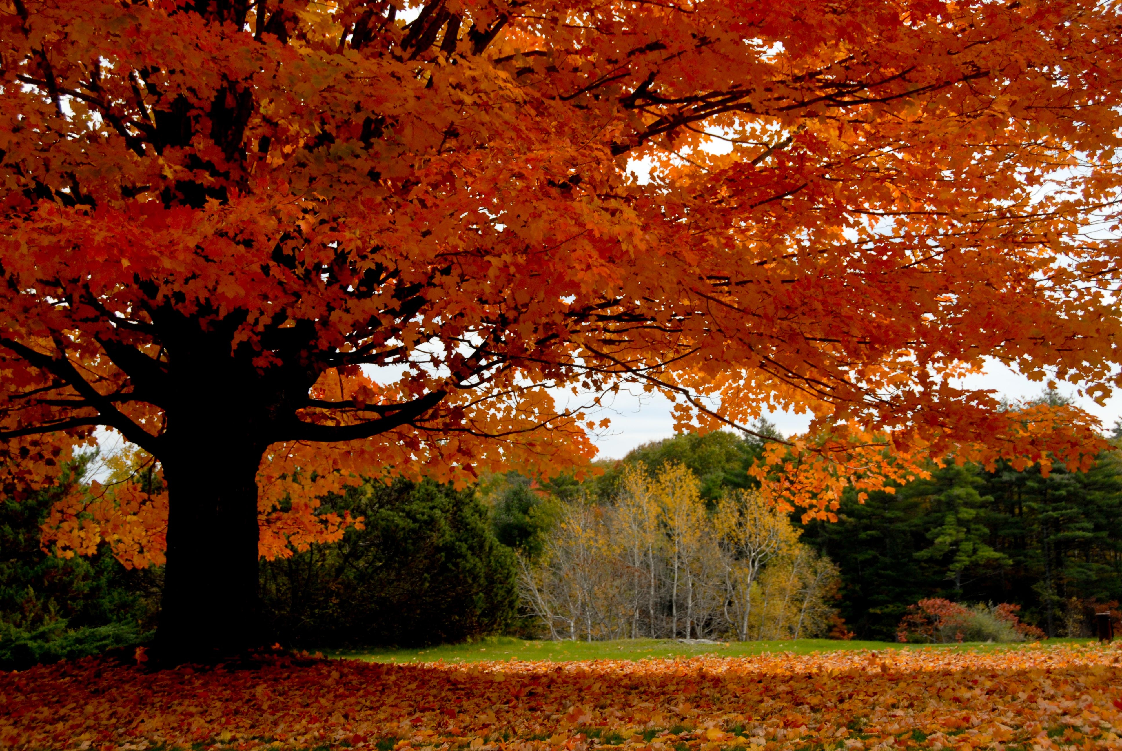 Download mobile wallpaper Trees, Park, Tree, Fall, Earth for free.