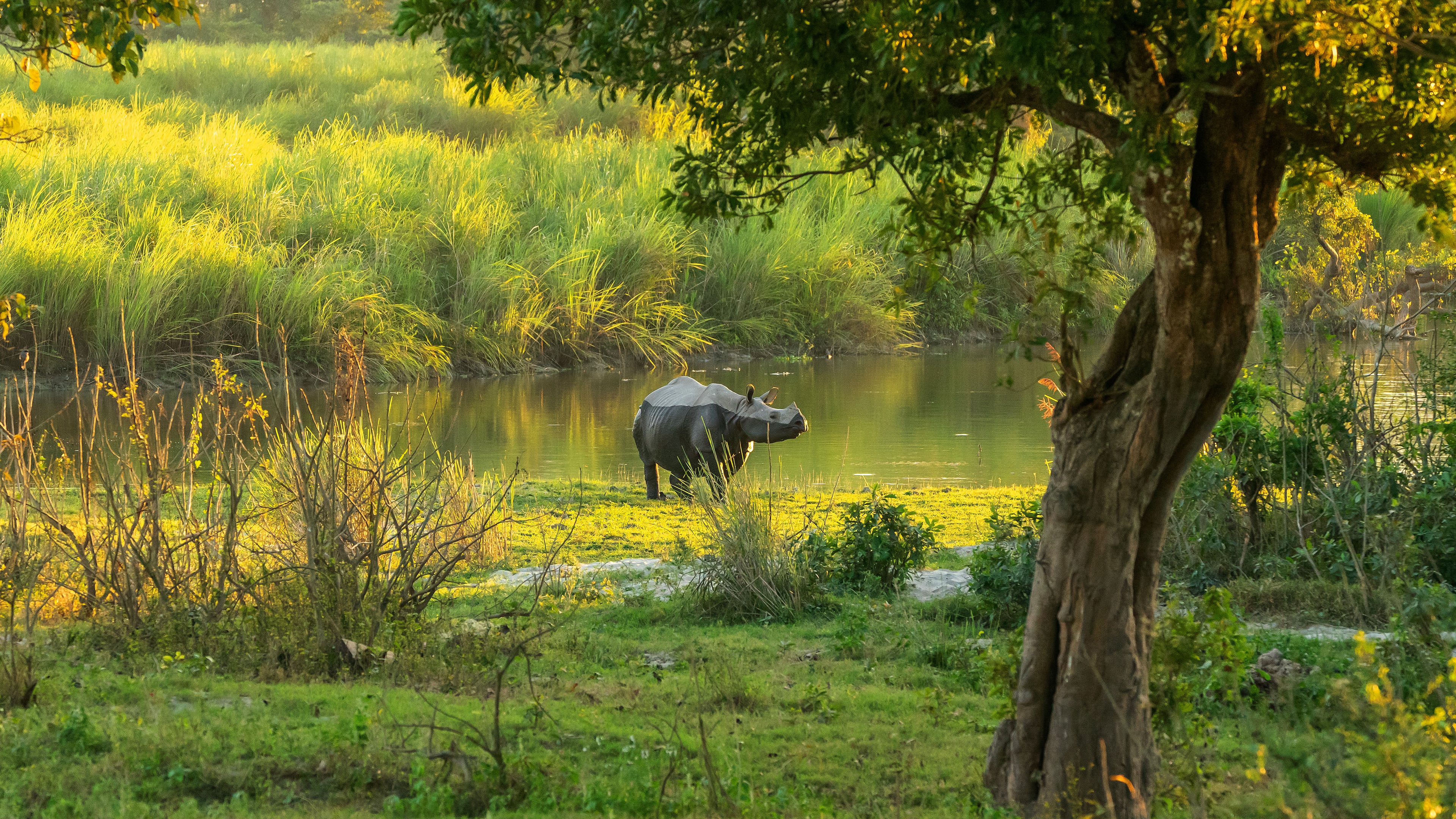 Download mobile wallpaper Animal, Pond, Rhinoceros, Rhino for free.