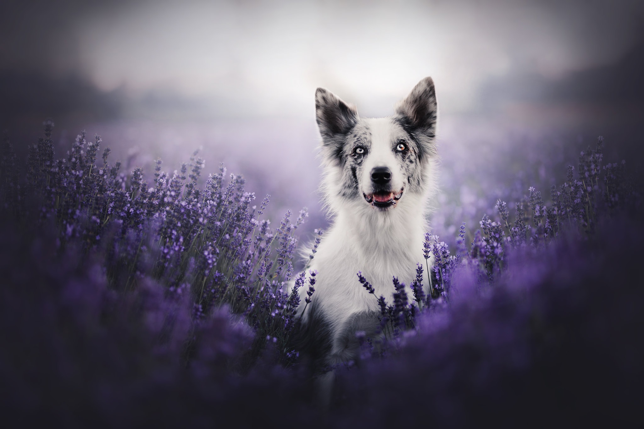 PCデスクトップに動物, 犬, ボーダーコリー, 紫色の花画像を無料でダウンロード