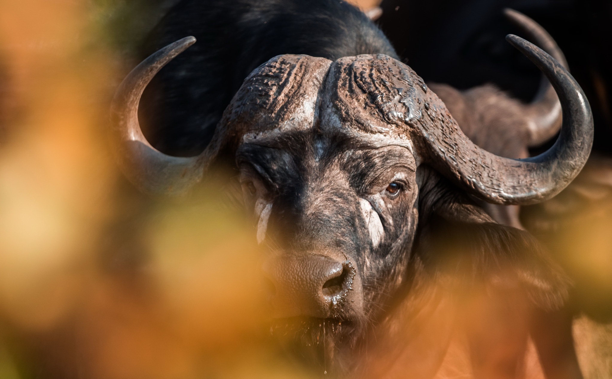 955125 Hintergrundbild herunterladen tiere, afrikanischer büffel - Bildschirmschoner und Bilder kostenlos