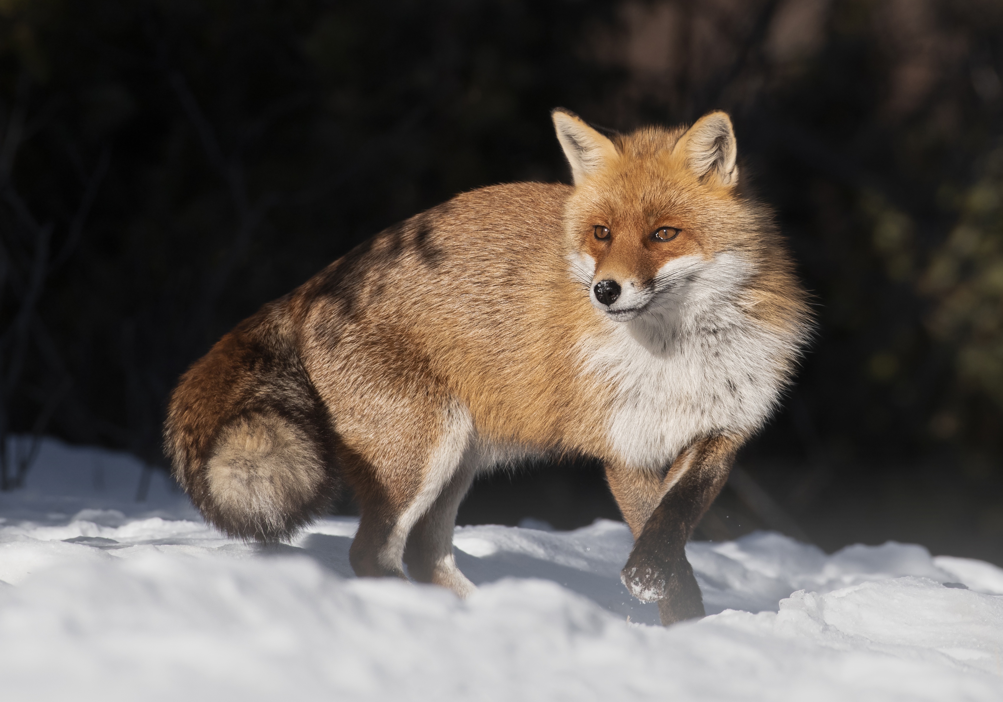 Laden Sie das Tiere, Fuchs-Bild kostenlos auf Ihren PC-Desktop herunter