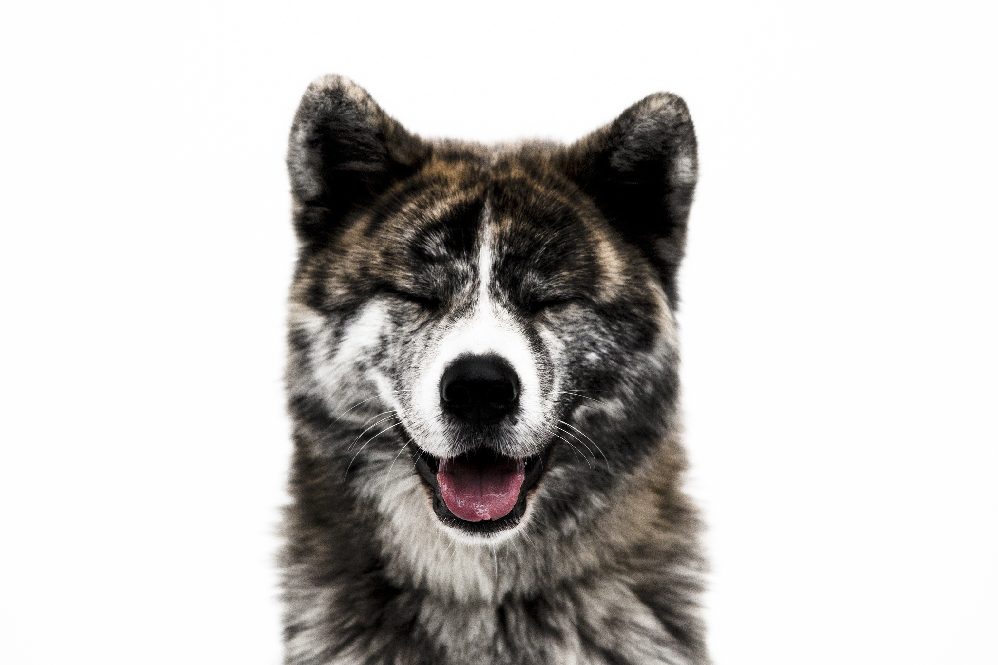 354478 descargar fondo de pantalla animales, akita, perro, perros: protectores de pantalla e imágenes gratis