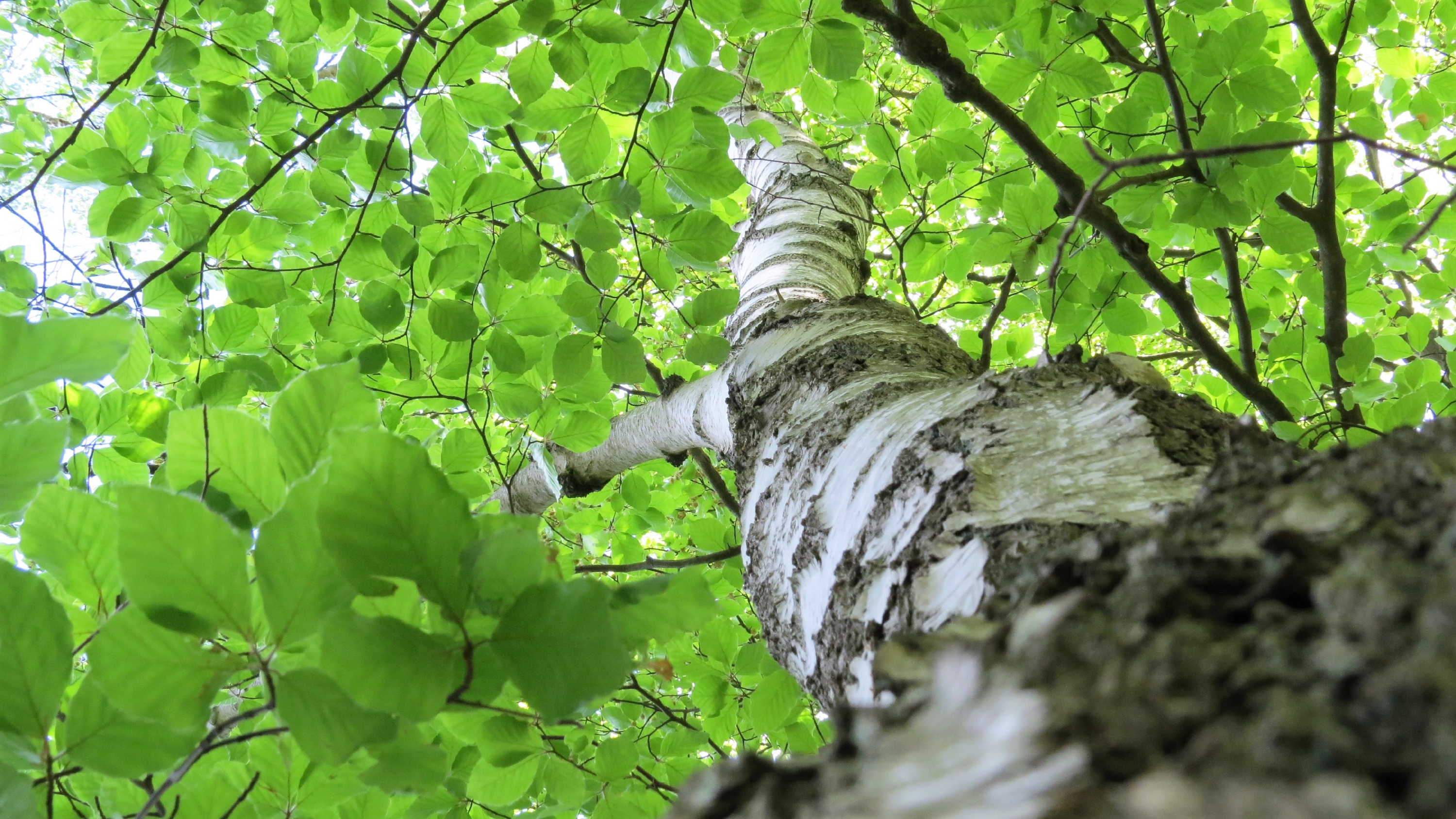 Скачать картинку Дерево, Зелень, Листва, Береза, Земля/природа в телефон бесплатно.
