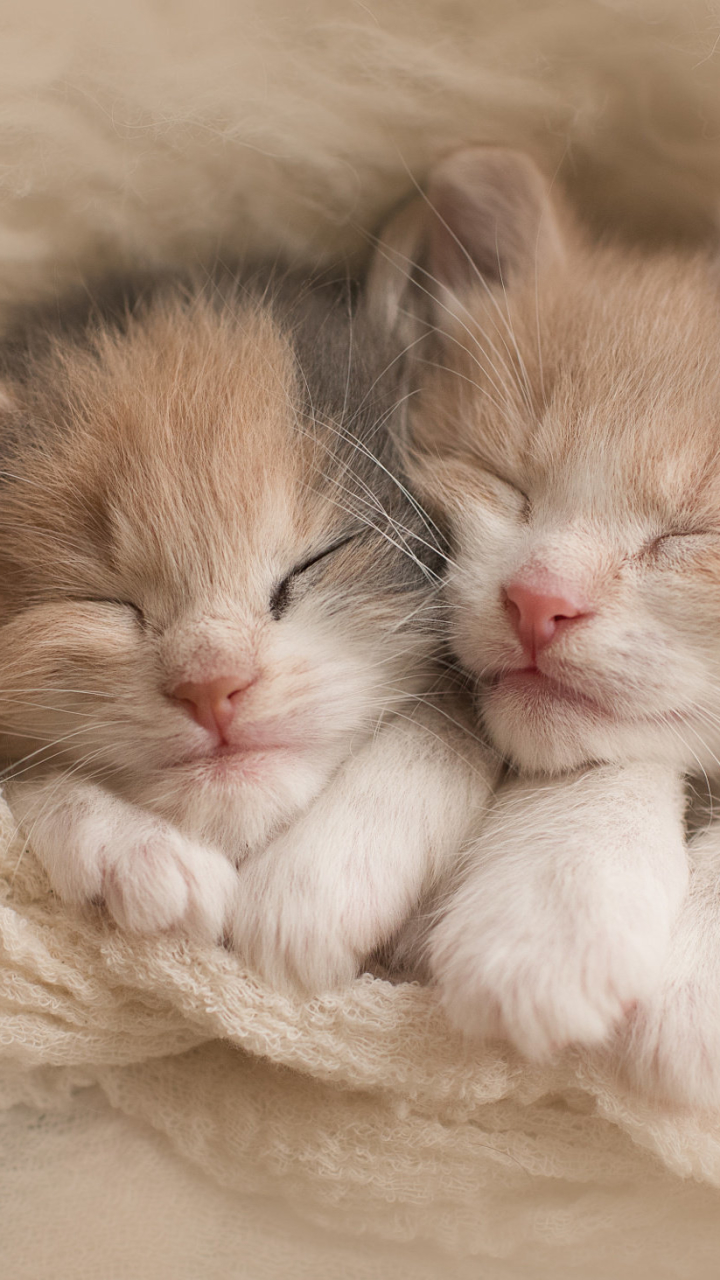 Download mobile wallpaper Cats, Cat, Kitten, Animal, Sleeping, Cute, Baby Animal for free.