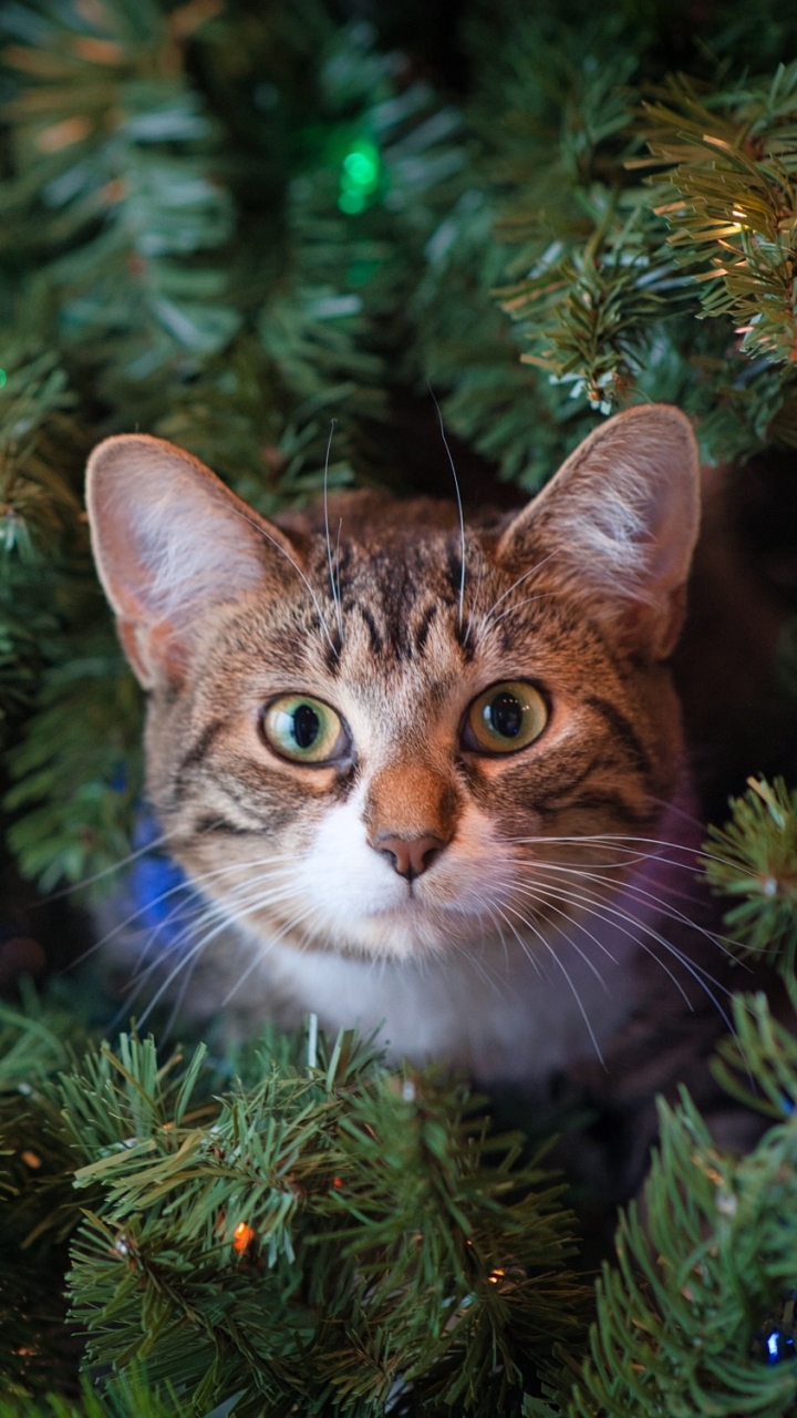 Baixar papel de parede para celular de Animais, Gatos, Gato, Olhar Fixamente gratuito.