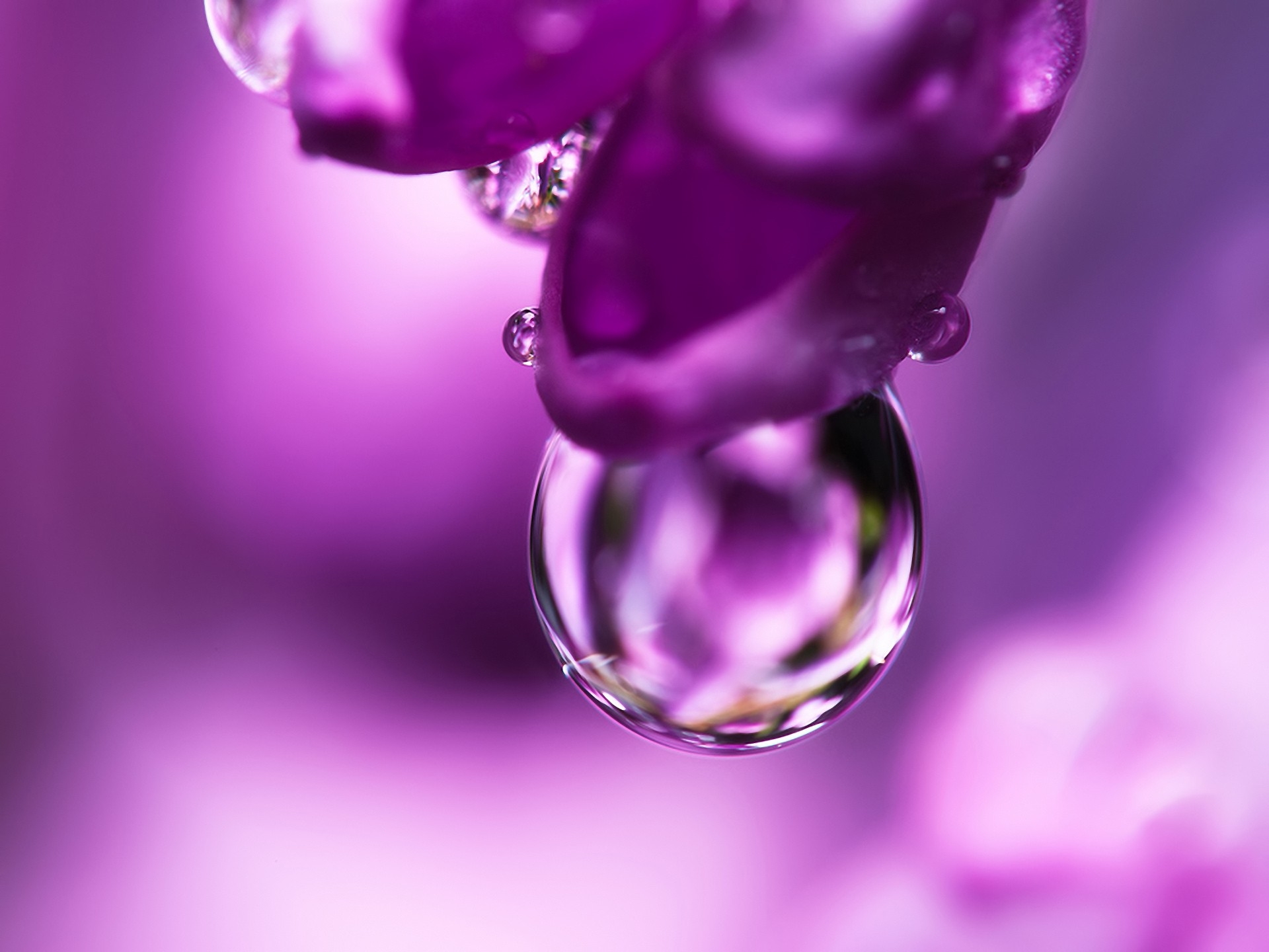 lilac, flower, macro, drop, petal