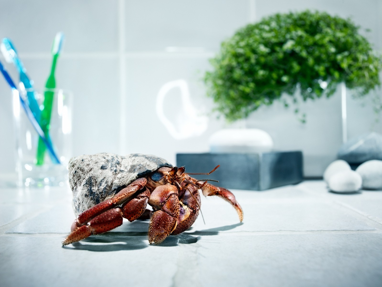 crab, animals, glass, nice, paws, carapace, shell, climb, nicely, toothbrushes