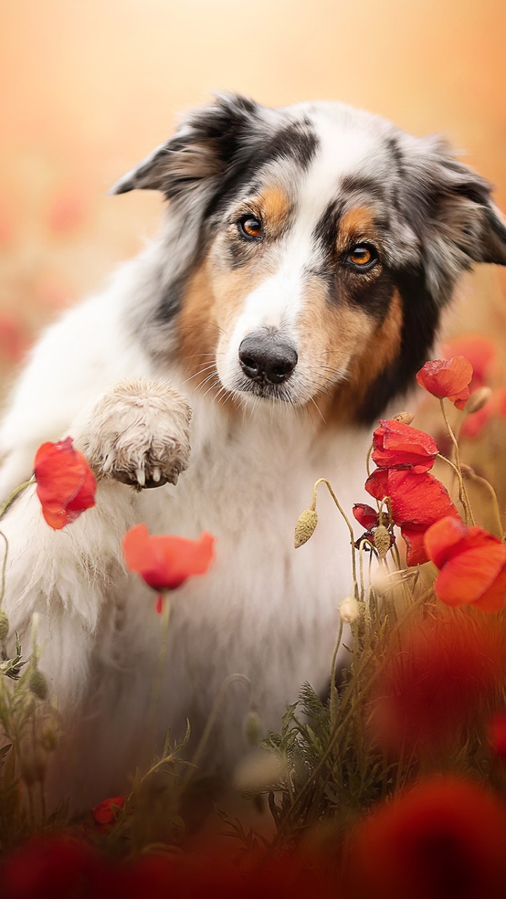 Download mobile wallpaper Dogs, Flower, Dog, Animal, Australian Shepherd, Poppy, Red Flower for free.