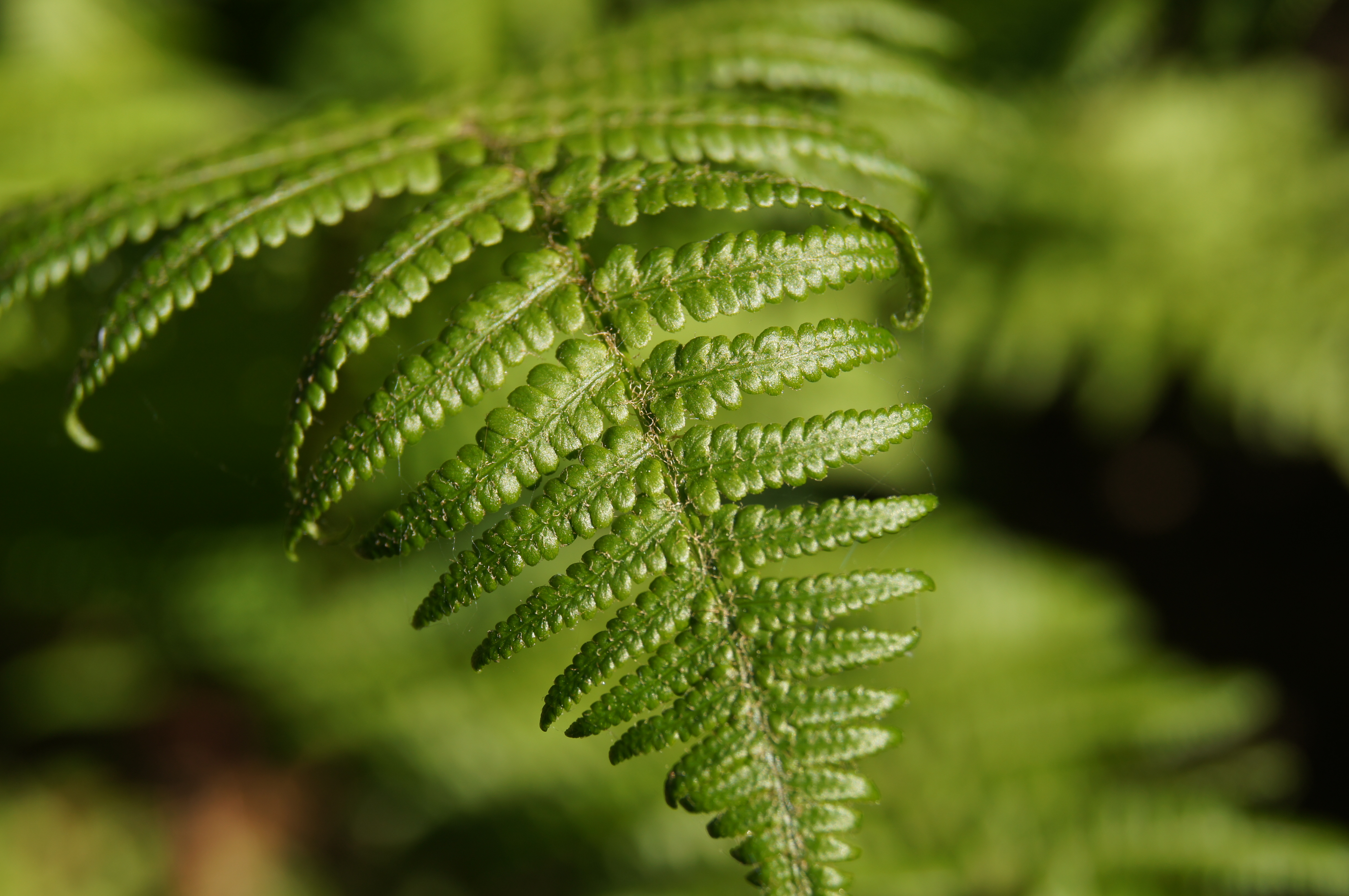 Free download wallpaper Nature, Fern, Earth on your PC desktop
