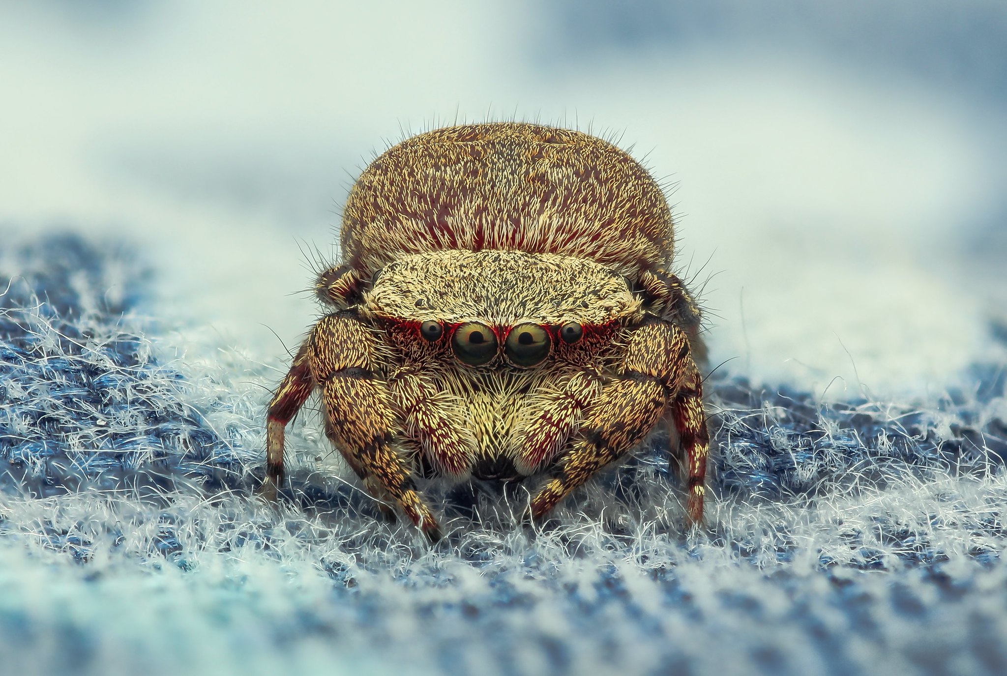 Laden Sie das Tiere, Makro, Spinne, Spinnentier, Spinnen-Bild kostenlos auf Ihren PC-Desktop herunter