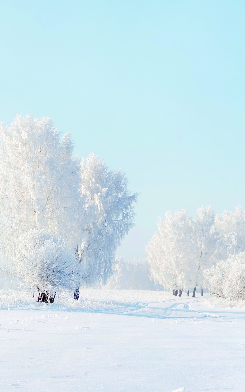 無料モバイル壁紙冬, 木, 雪, 地球をダウンロードします。