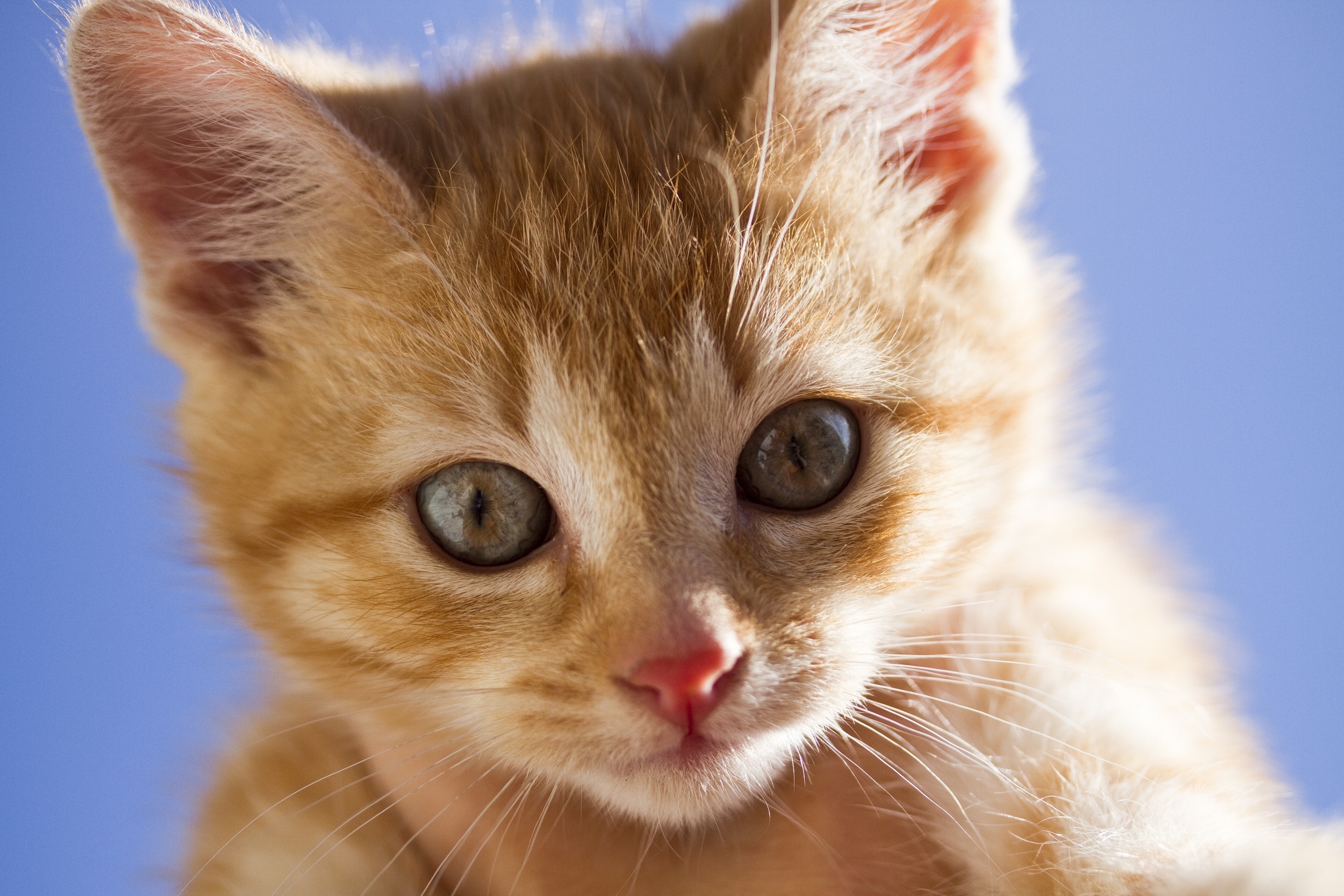 Download mobile wallpaper Muzzle, Kitten, Cat, Cats, Animal for free.