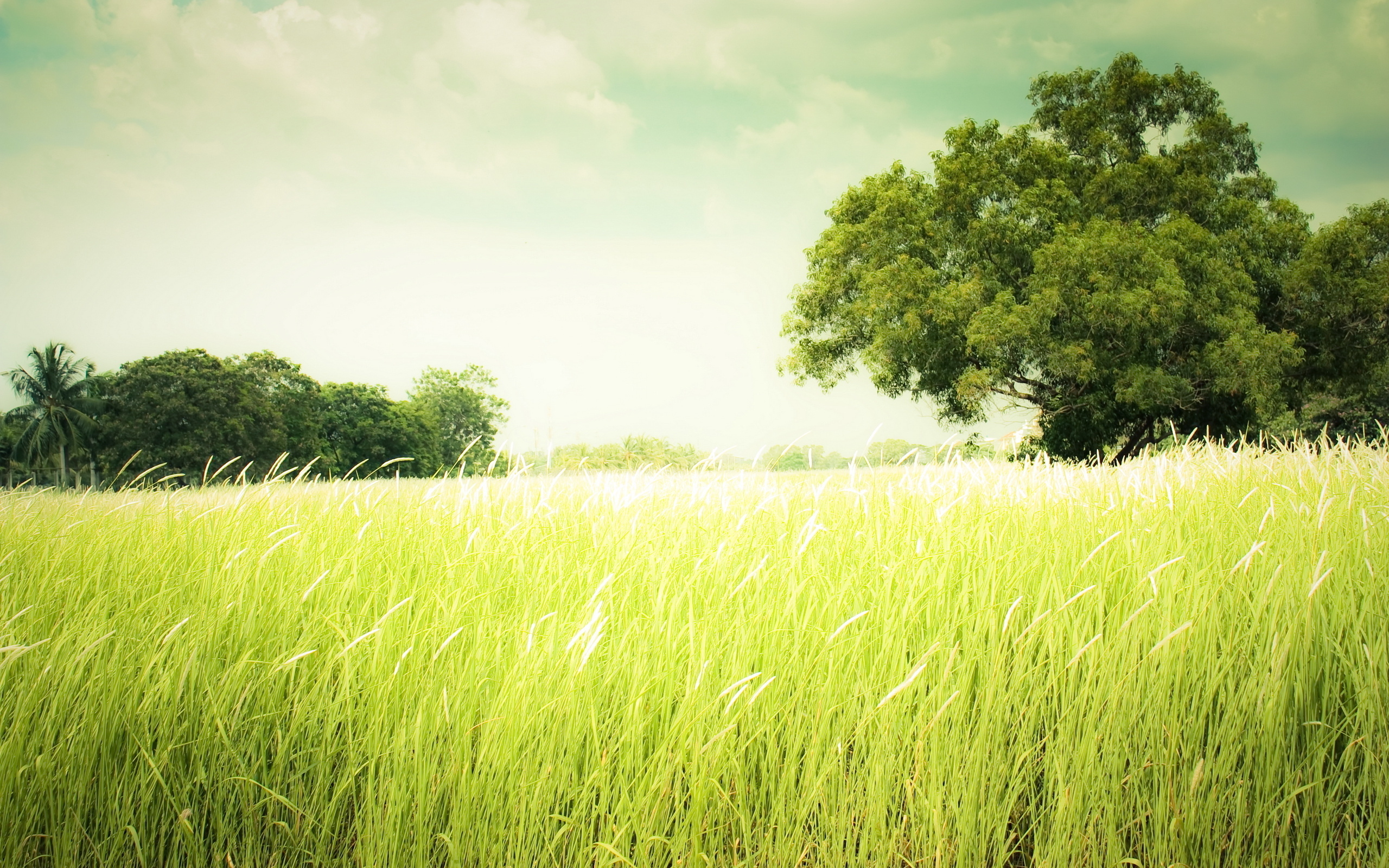 Free download wallpaper Landscape, Grass, Tree, Earth on your PC desktop