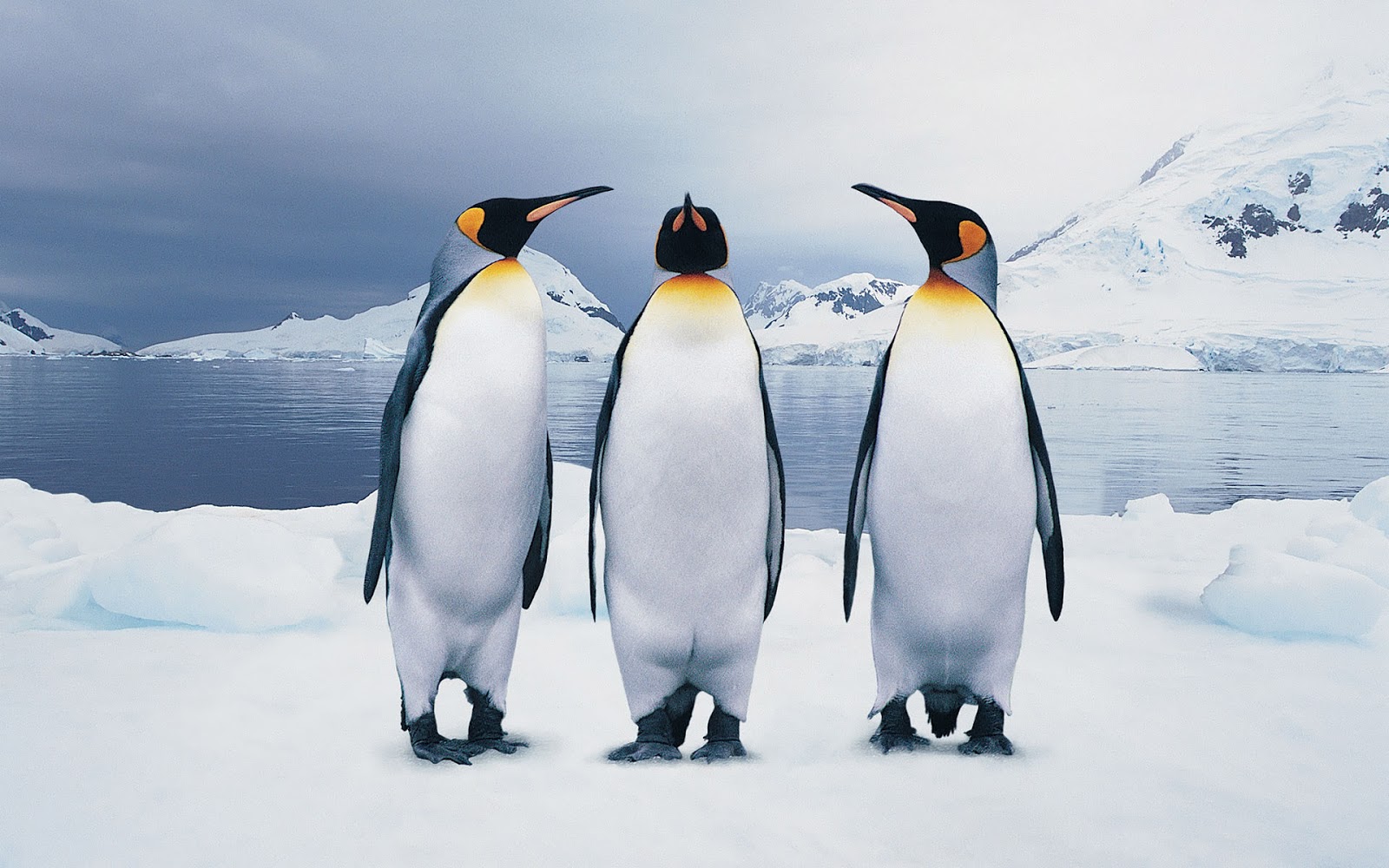 Download mobile wallpaper Animal, Penguin, King Penguin for free.