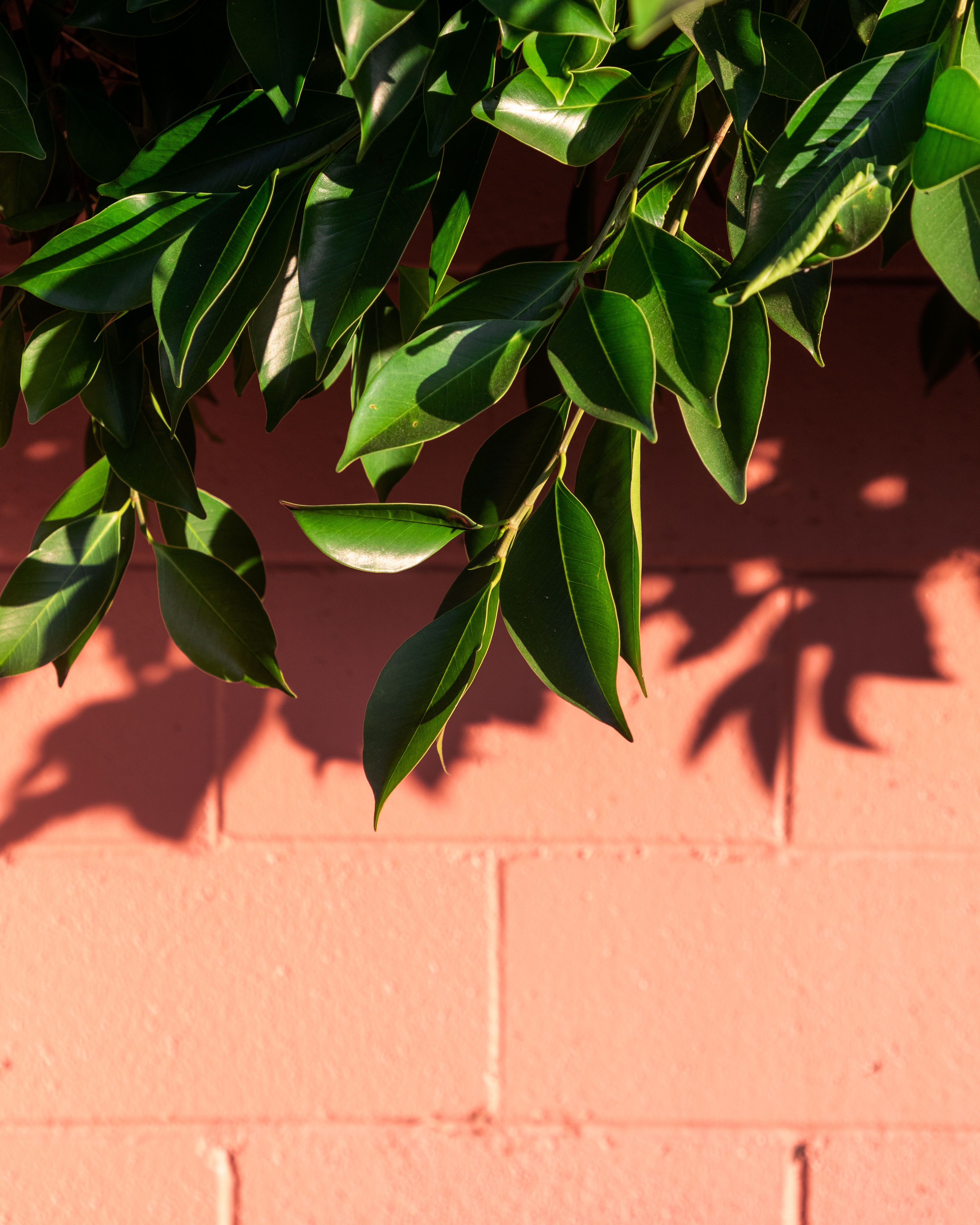 Handy-Wallpaper Ast, Zweig, Schatten, Wand, Pflanze, Blätter, Makro kostenlos herunterladen.