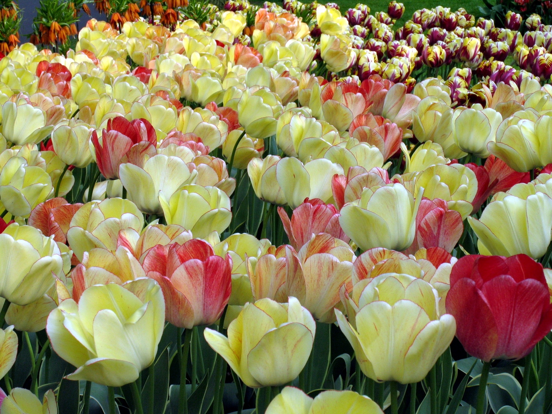 108036 descargar fondo de pantalla flores, tulipanes, de cerca, primer plano, disuelto, suelto, primavera, jaspeado, moteado: protectores de pantalla e imágenes gratis