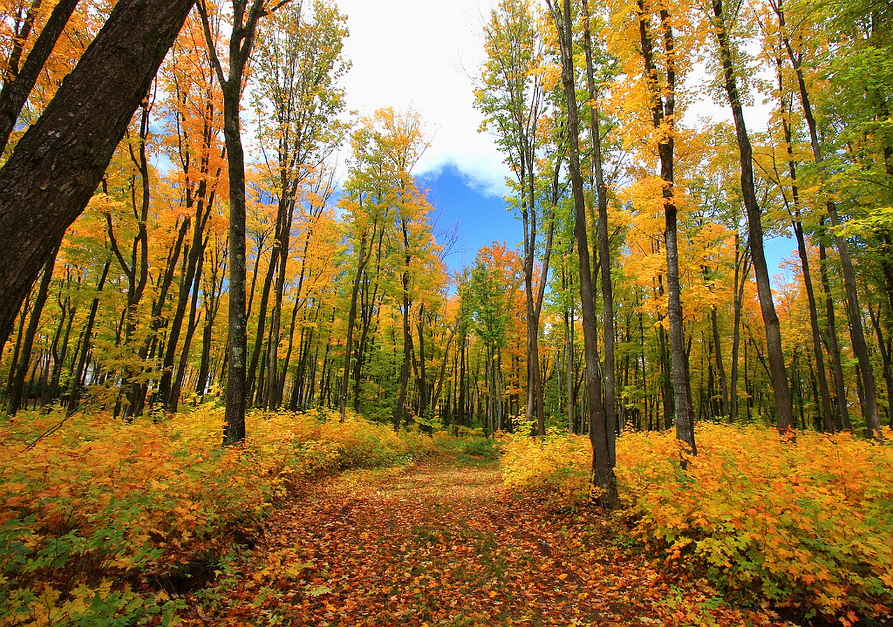 Descarga gratuita de fondo de pantalla para móvil de Bosque, Tierra/naturaleza.