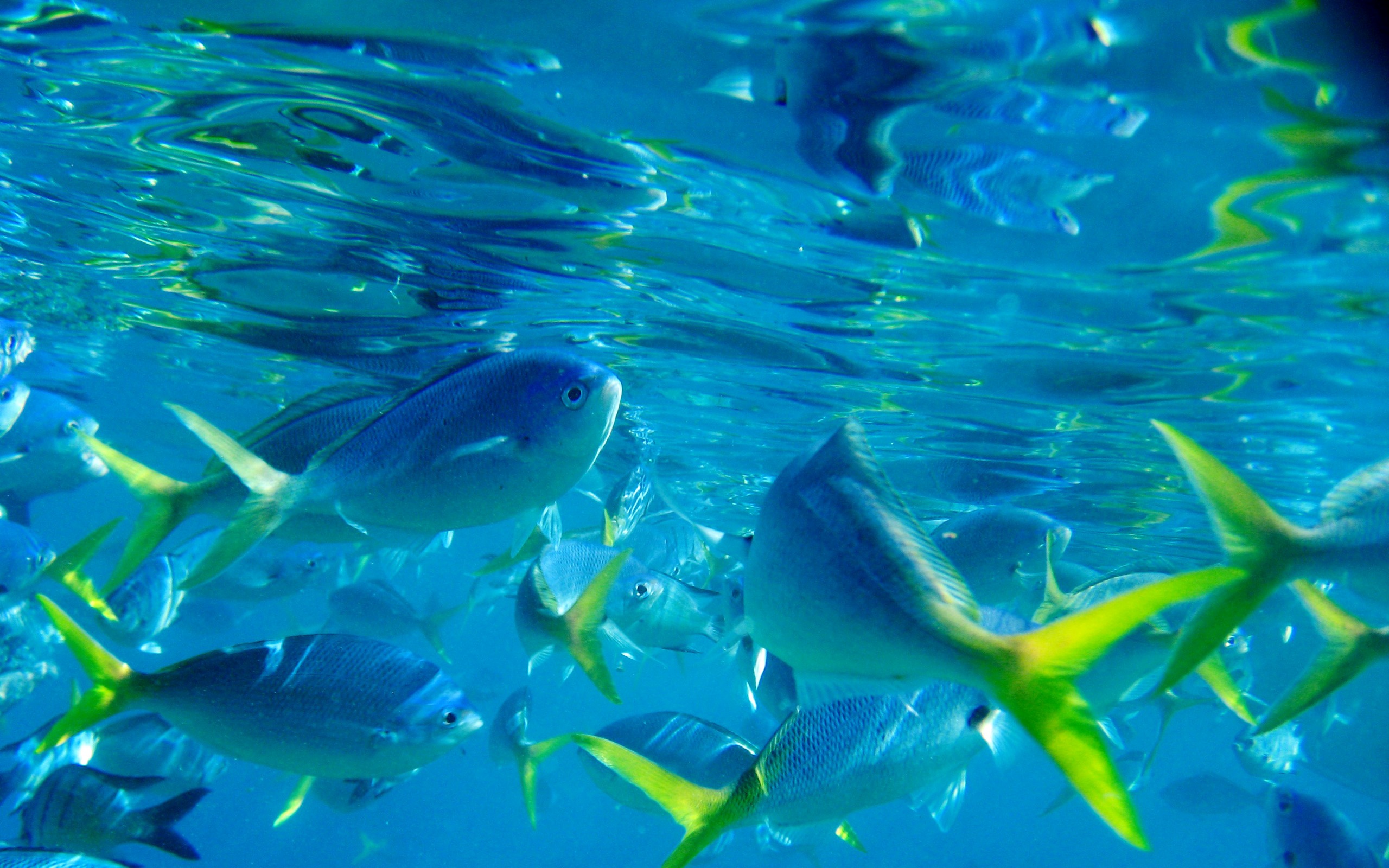 Free download wallpaper Fishes, Animal, Fish on your PC desktop