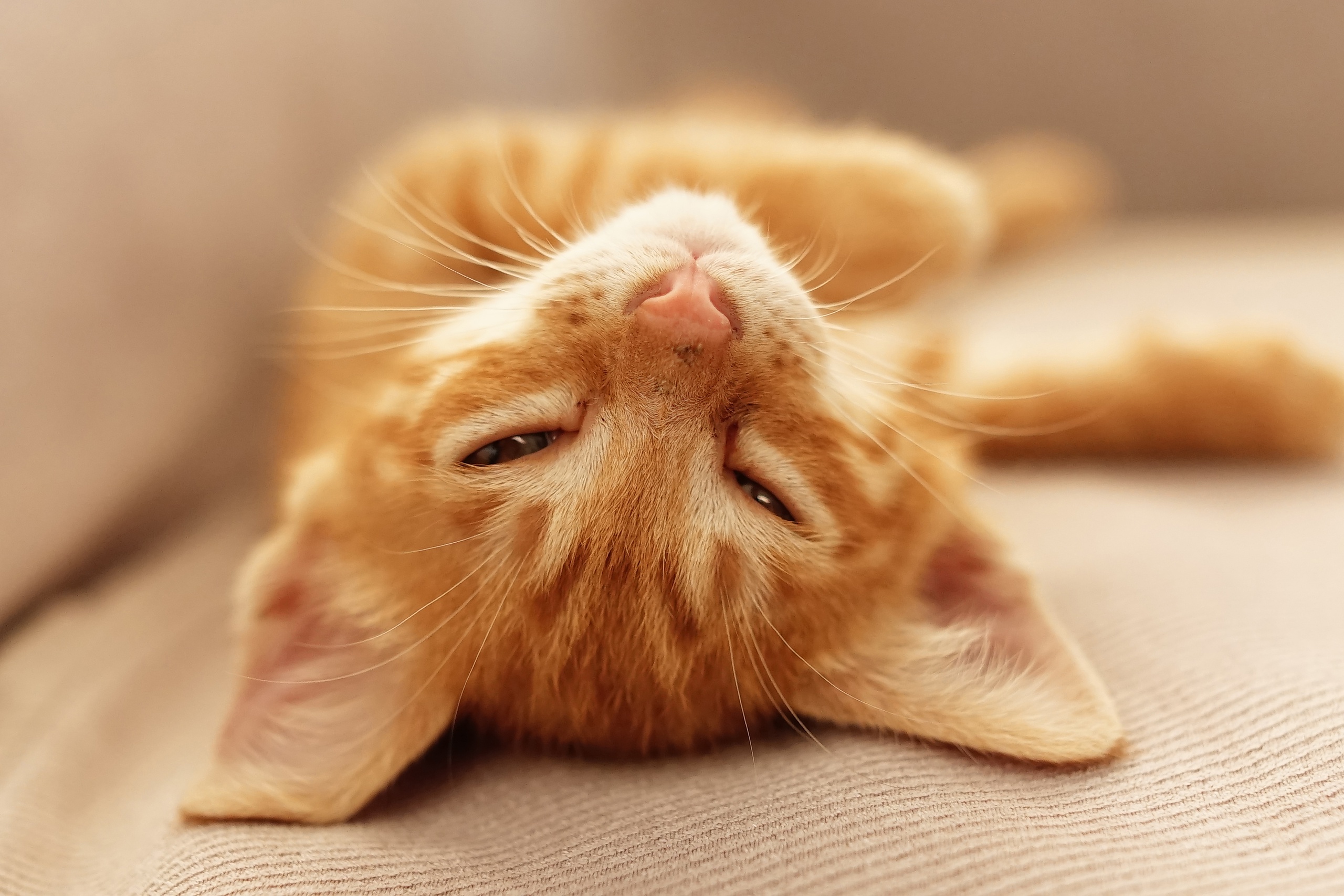 Download mobile wallpaper Cats, Cat, Kitten, Animal for free.