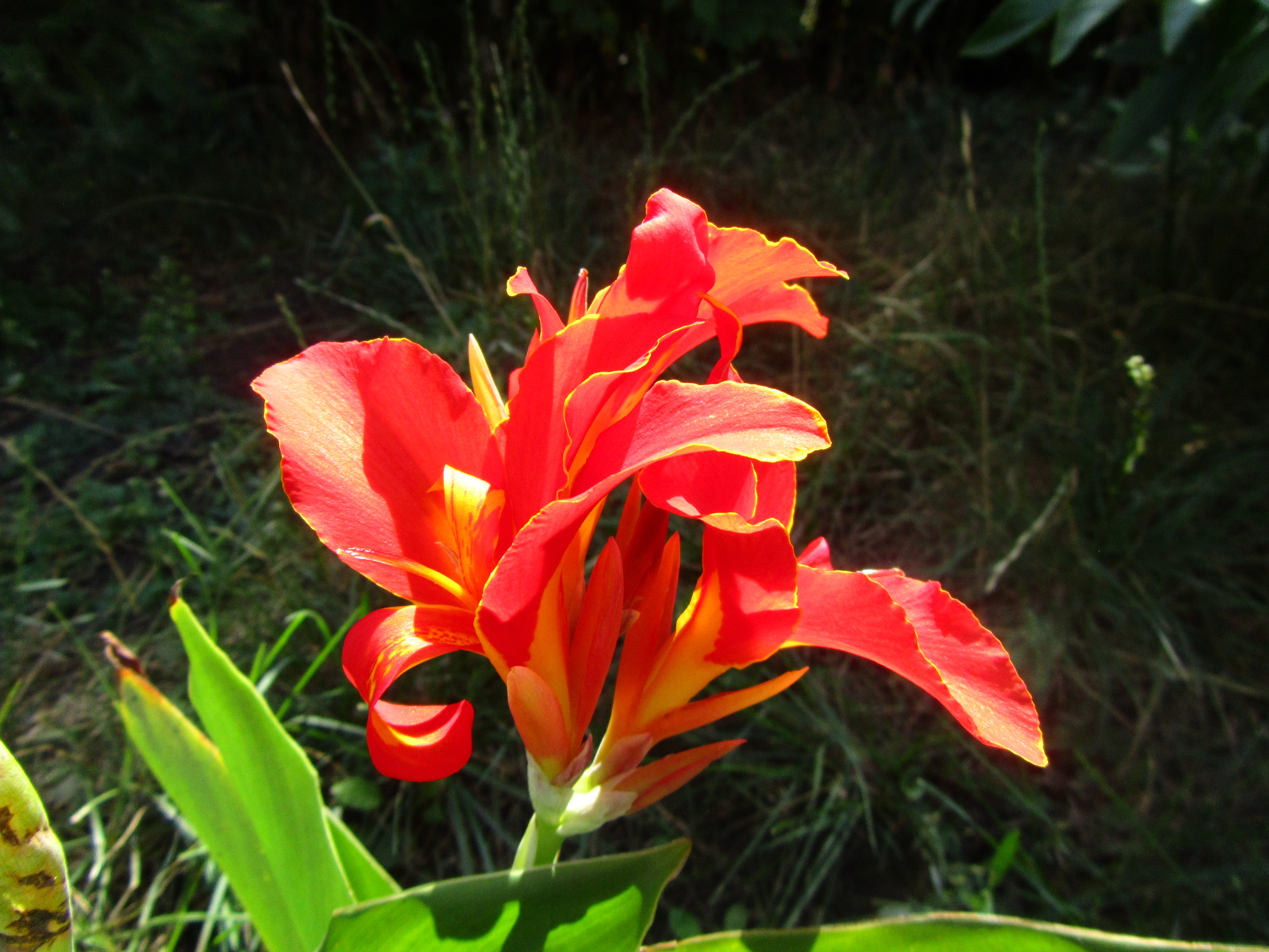 Téléchargez gratuitement l'image Fleur, Terre/nature sur le bureau de votre PC