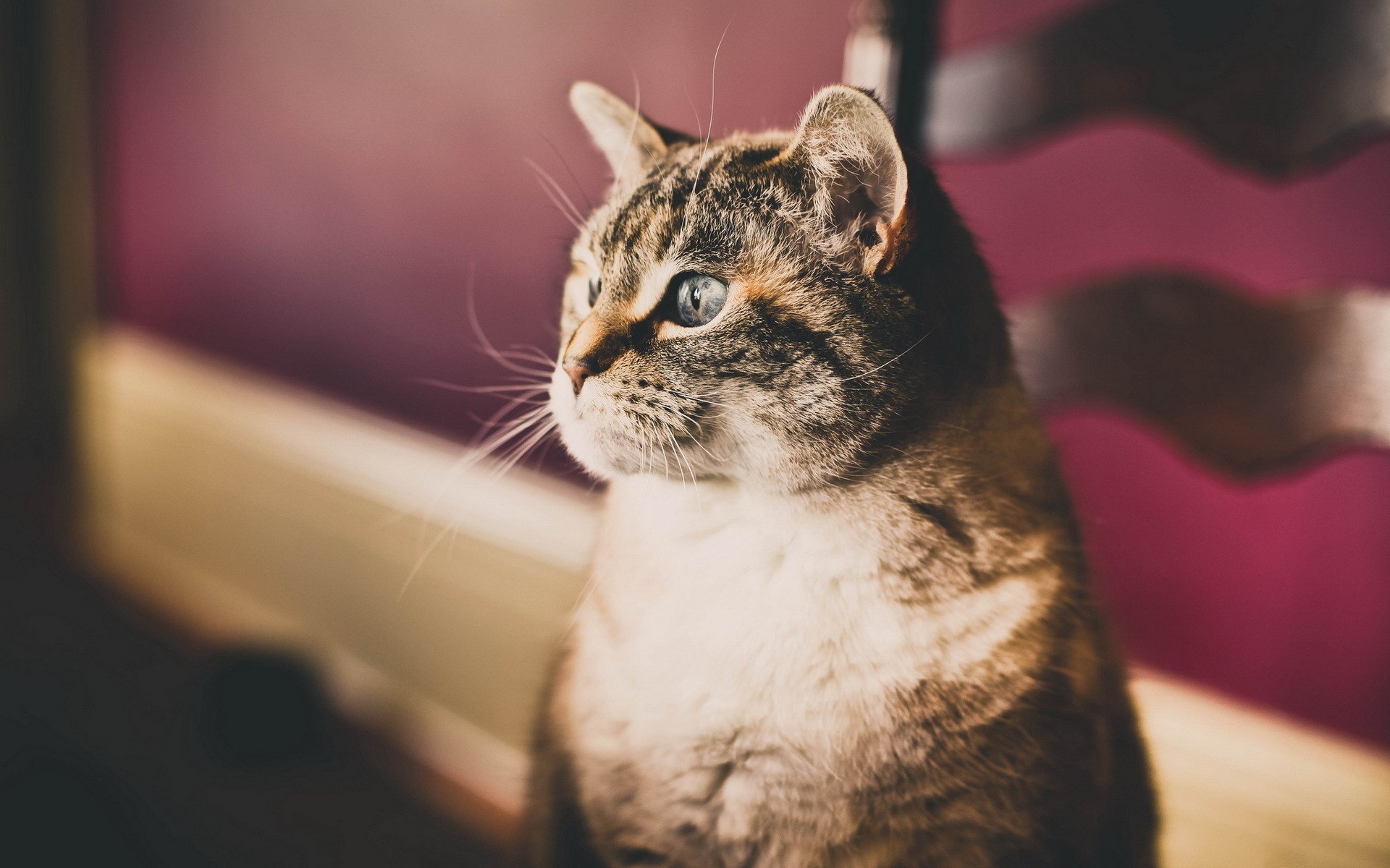 Téléchargez gratuitement l'image Animaux, Chats, Chat sur le bureau de votre PC