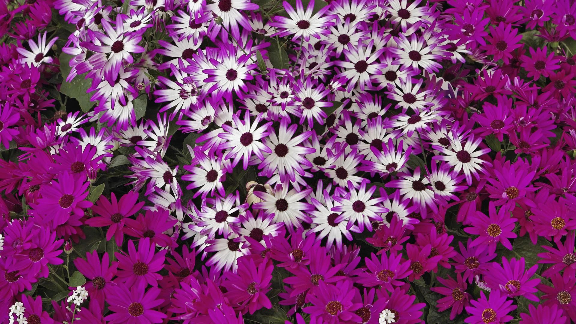 Windows Backgrounds flowers, bright, flower bed, flowerbed, lot