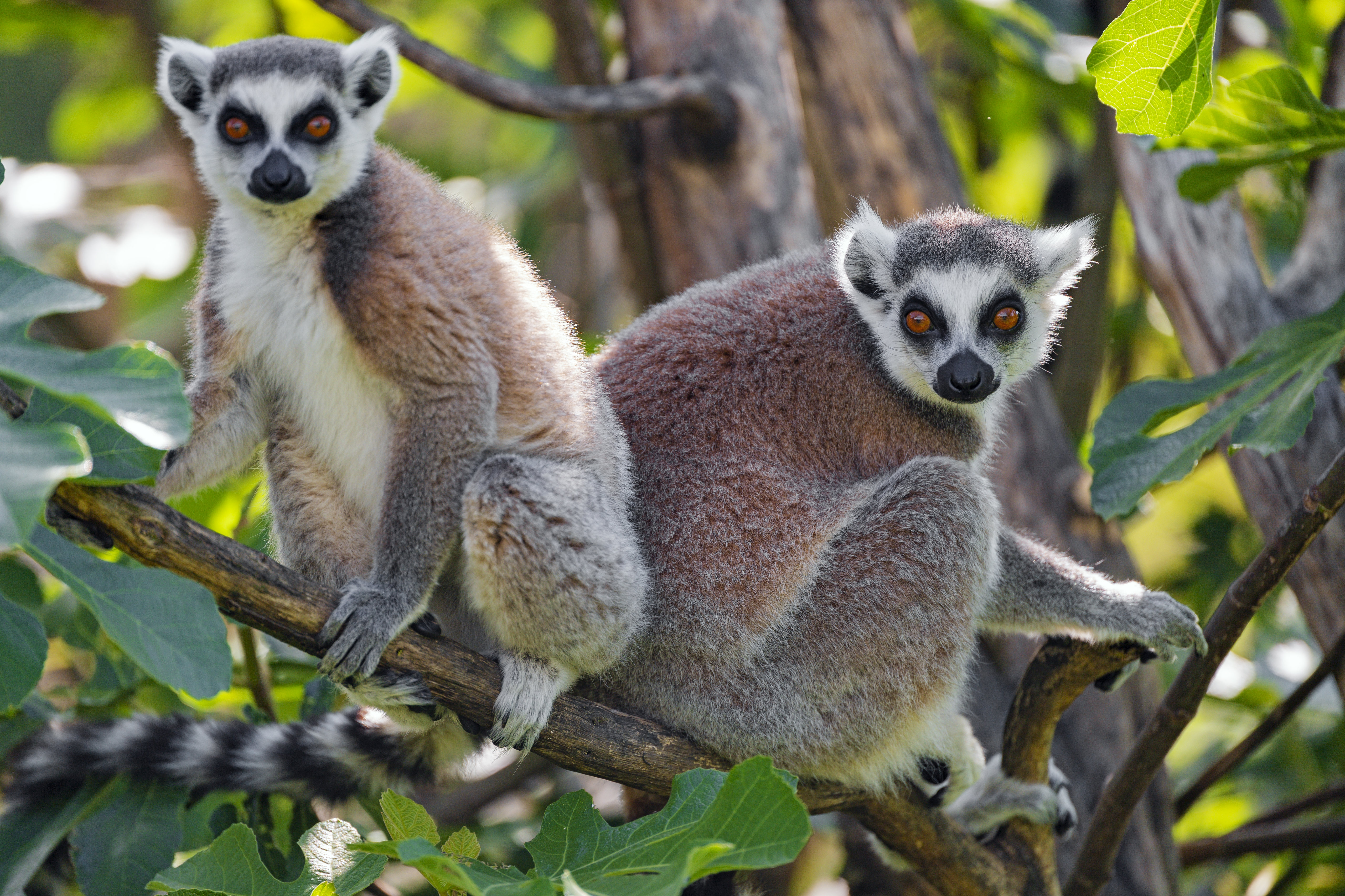 149487 Bildschirmschoner und Hintergrundbilder Lemur auf Ihrem Telefon. Laden Sie  Bilder kostenlos herunter