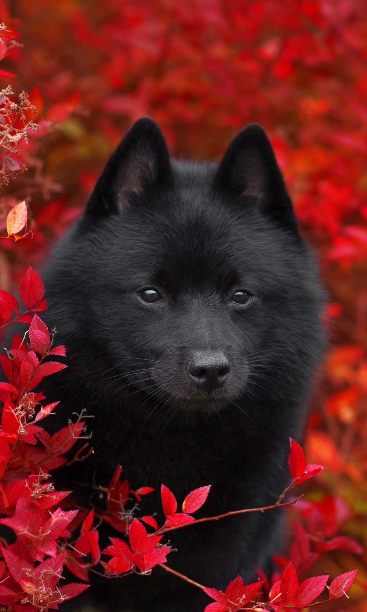 無料モバイル壁紙動物, 犬, 子犬, 赤ちゃん動物をダウンロードします。