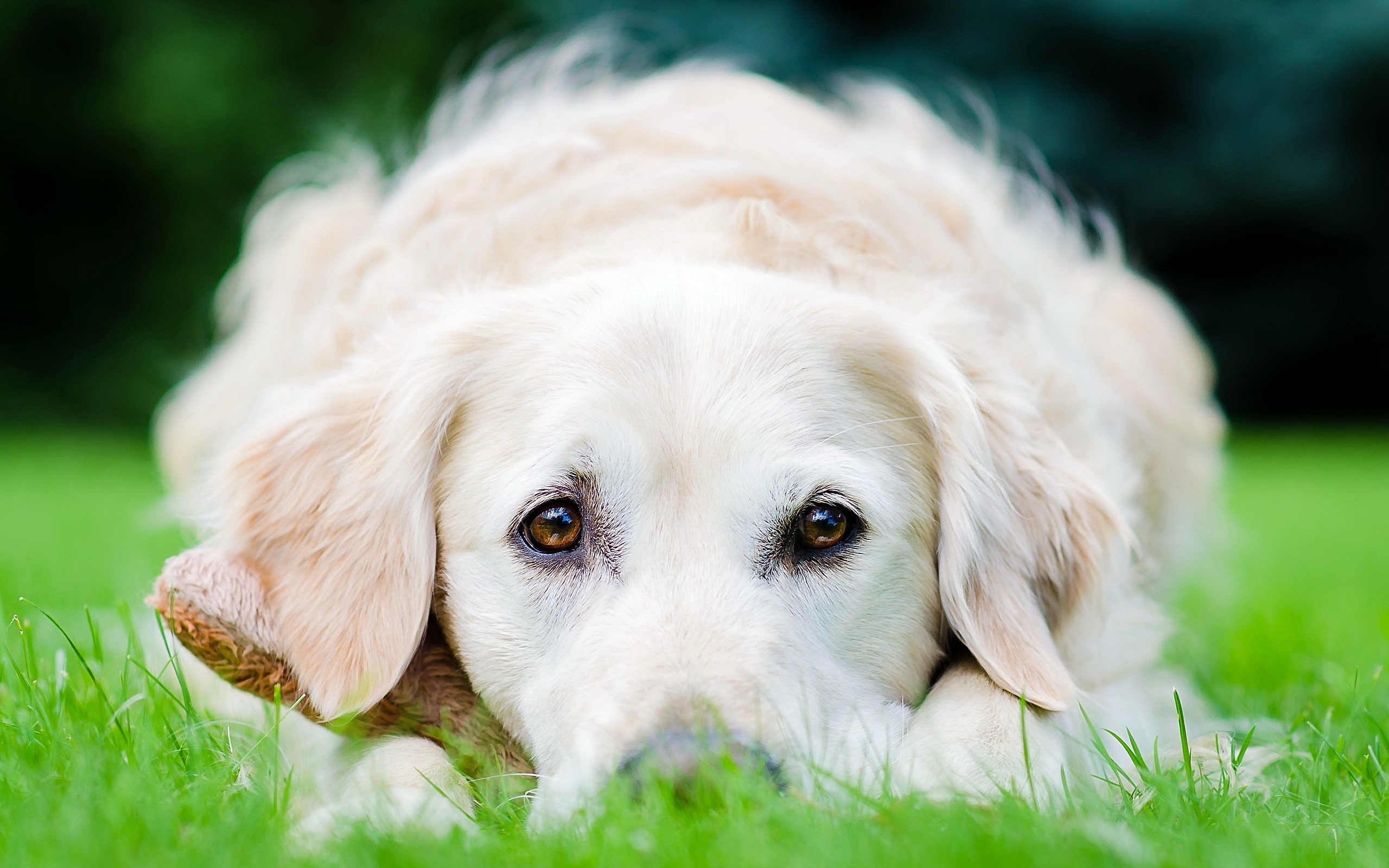 Baixe gratuitamente a imagem Animais, Cão na área de trabalho do seu PC