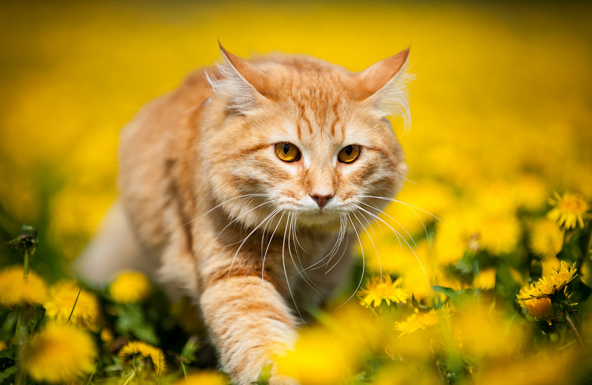 Download mobile wallpaper Cats, Cat, Animal, Spring, Bokeh, Dandelion for free.