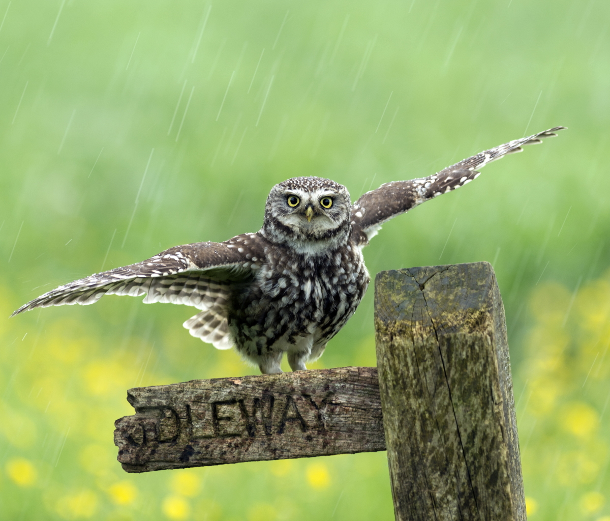 Download mobile wallpaper Birds, Rain, Owl, Bird, Animal, Depth Of Field for free.