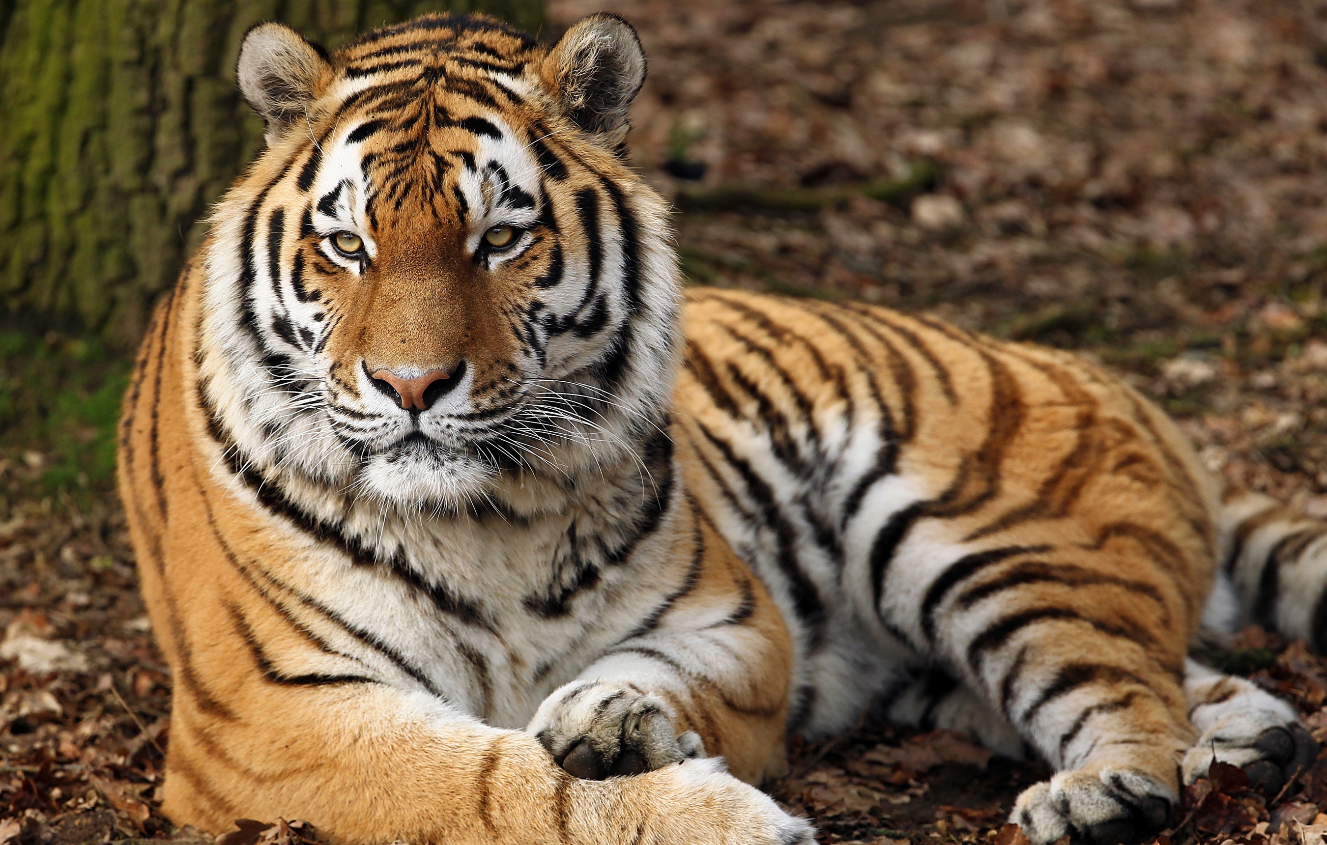 Téléchargez des papiers peints mobile Animaux, Chats, Tigre gratuitement.