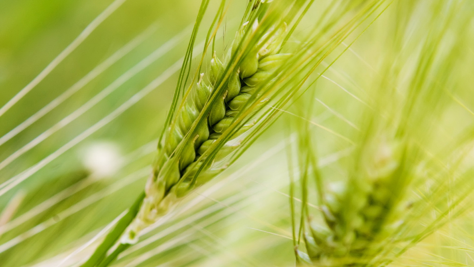Free download wallpaper Objects, Wheat on your PC desktop