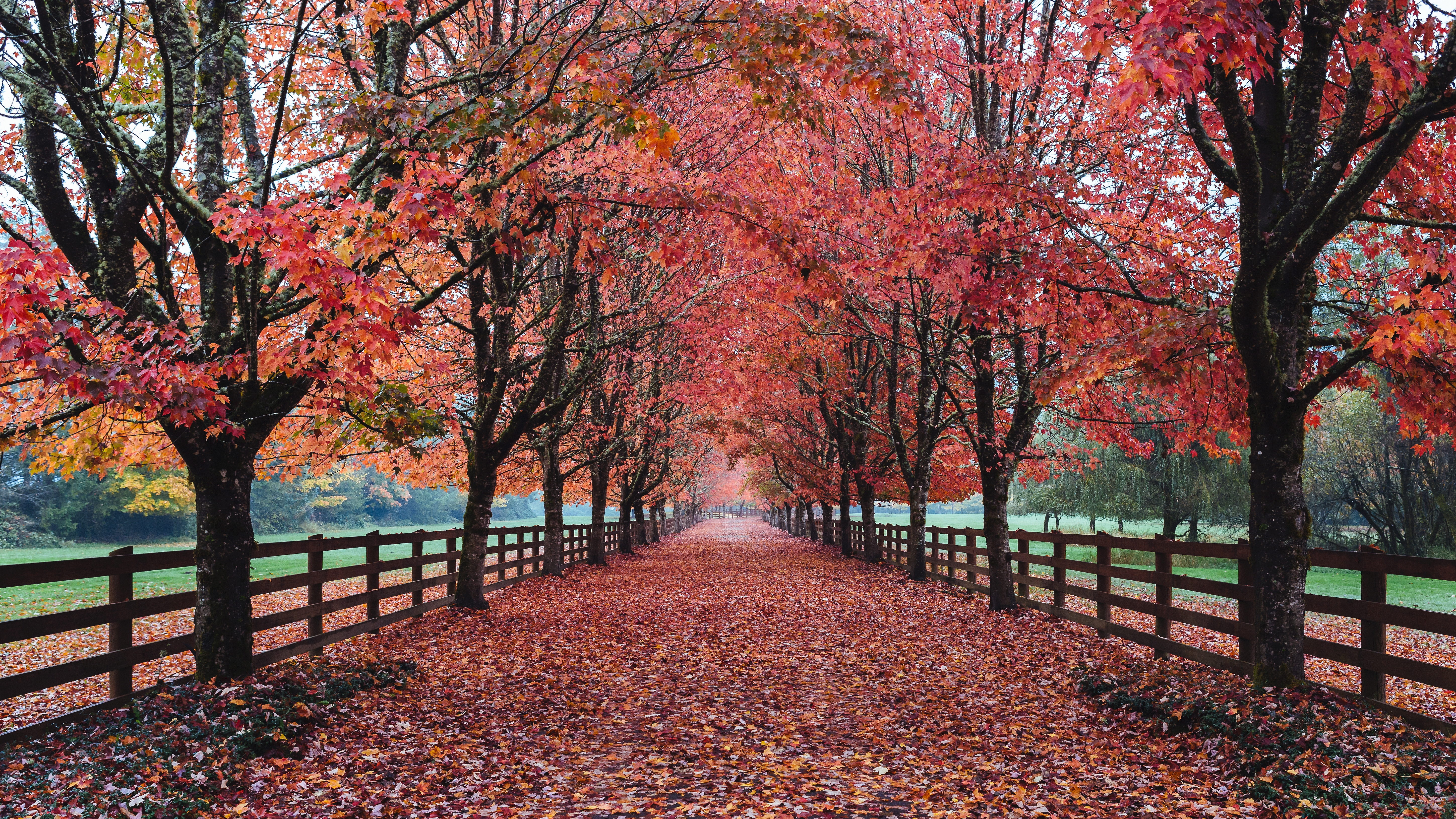 Laden Sie das Herbst, Straße, Baum, Menschengemacht-Bild kostenlos auf Ihren PC-Desktop herunter