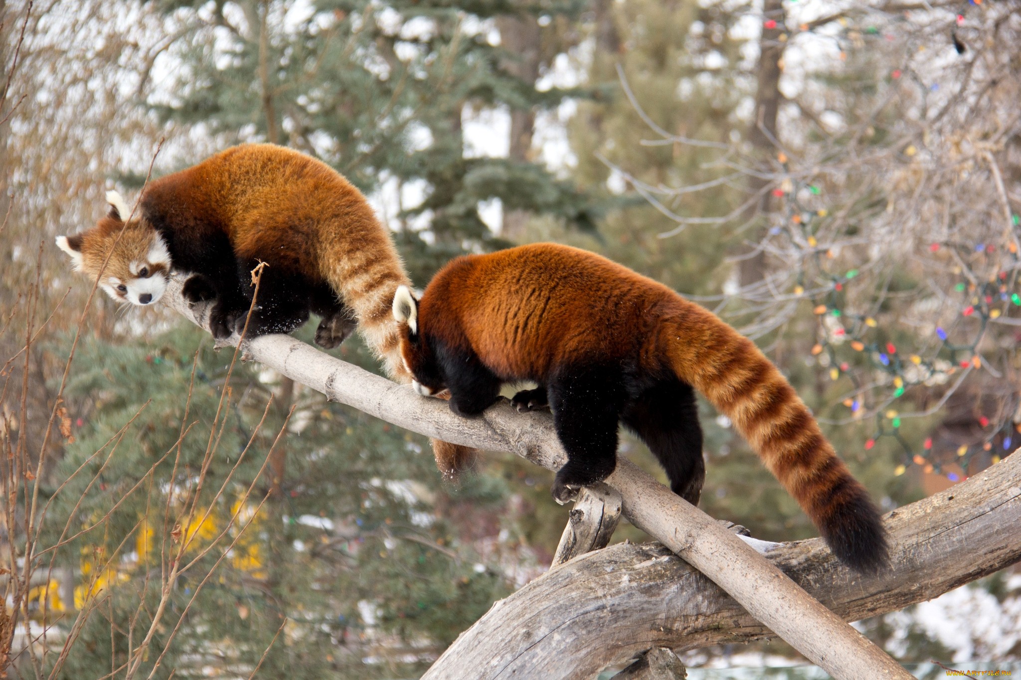 Baixar papel de parede para celular de Animais, Panda Vermelho gratuito.