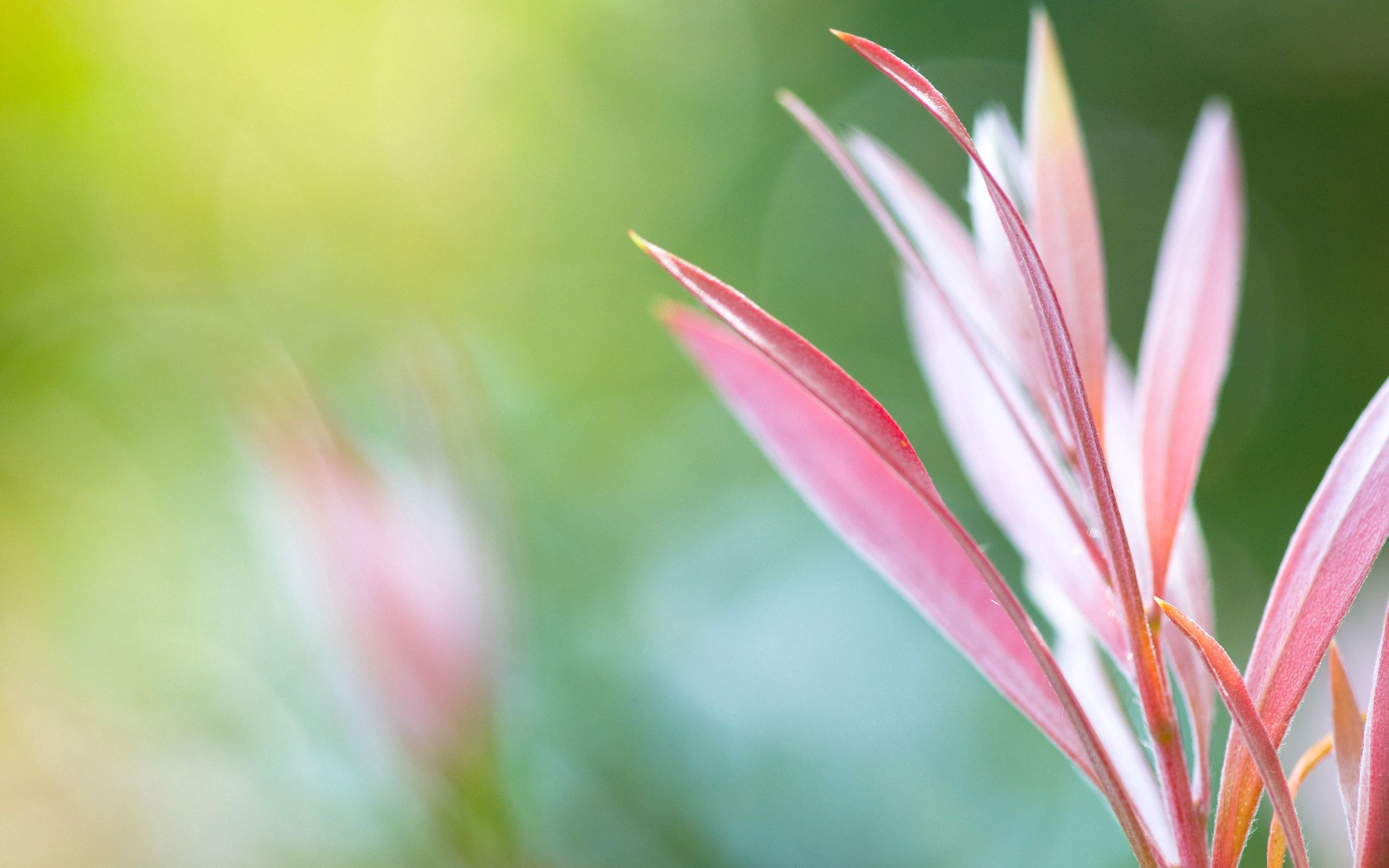 Download mobile wallpaper Flowers, Grass, Macro, Glare, Pink for free.