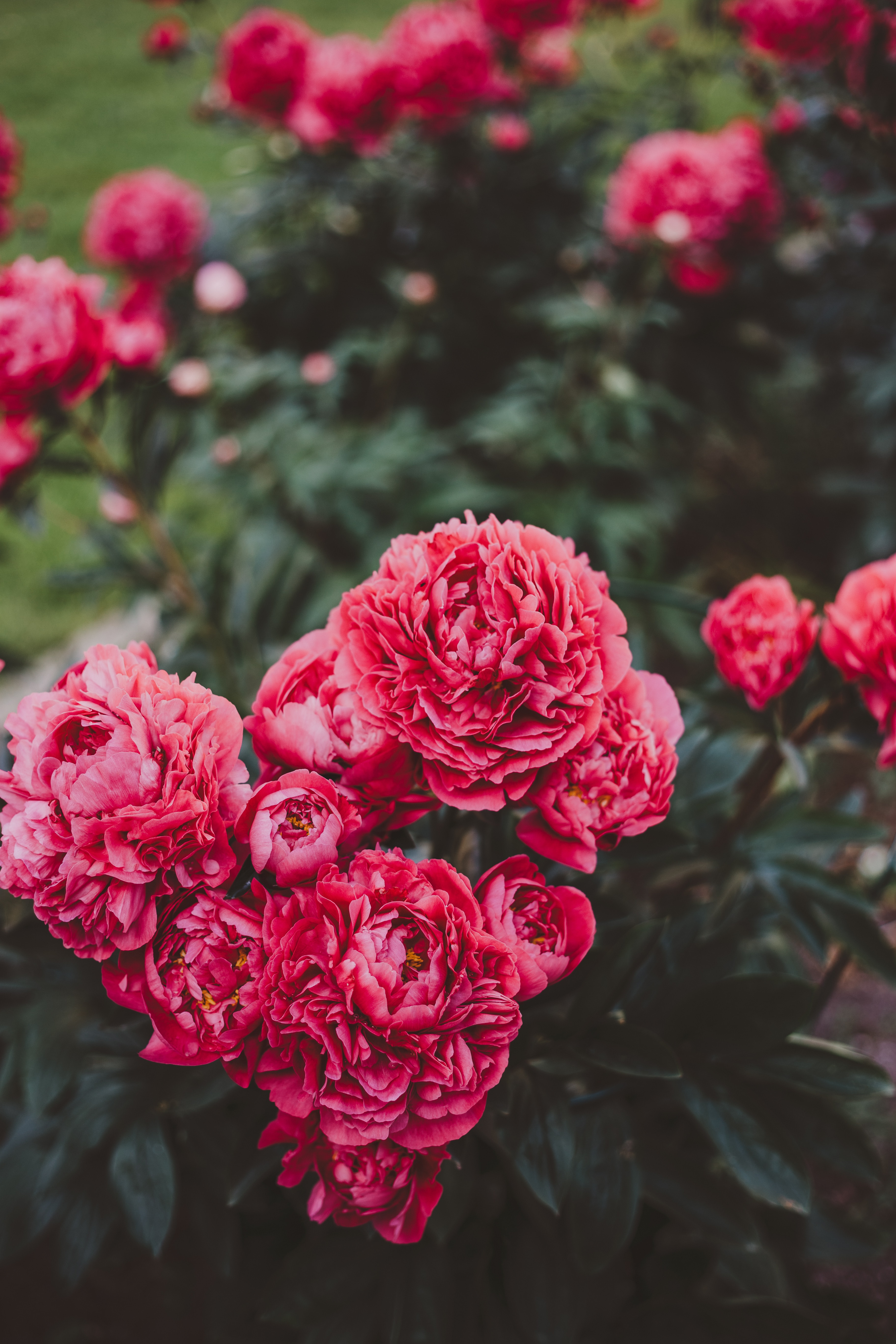 107556 baixar imagens flores, rosa, peônias, plantar, planta, florescer, floração, cor de rosa - papéis de parede e protetores de tela gratuitamente