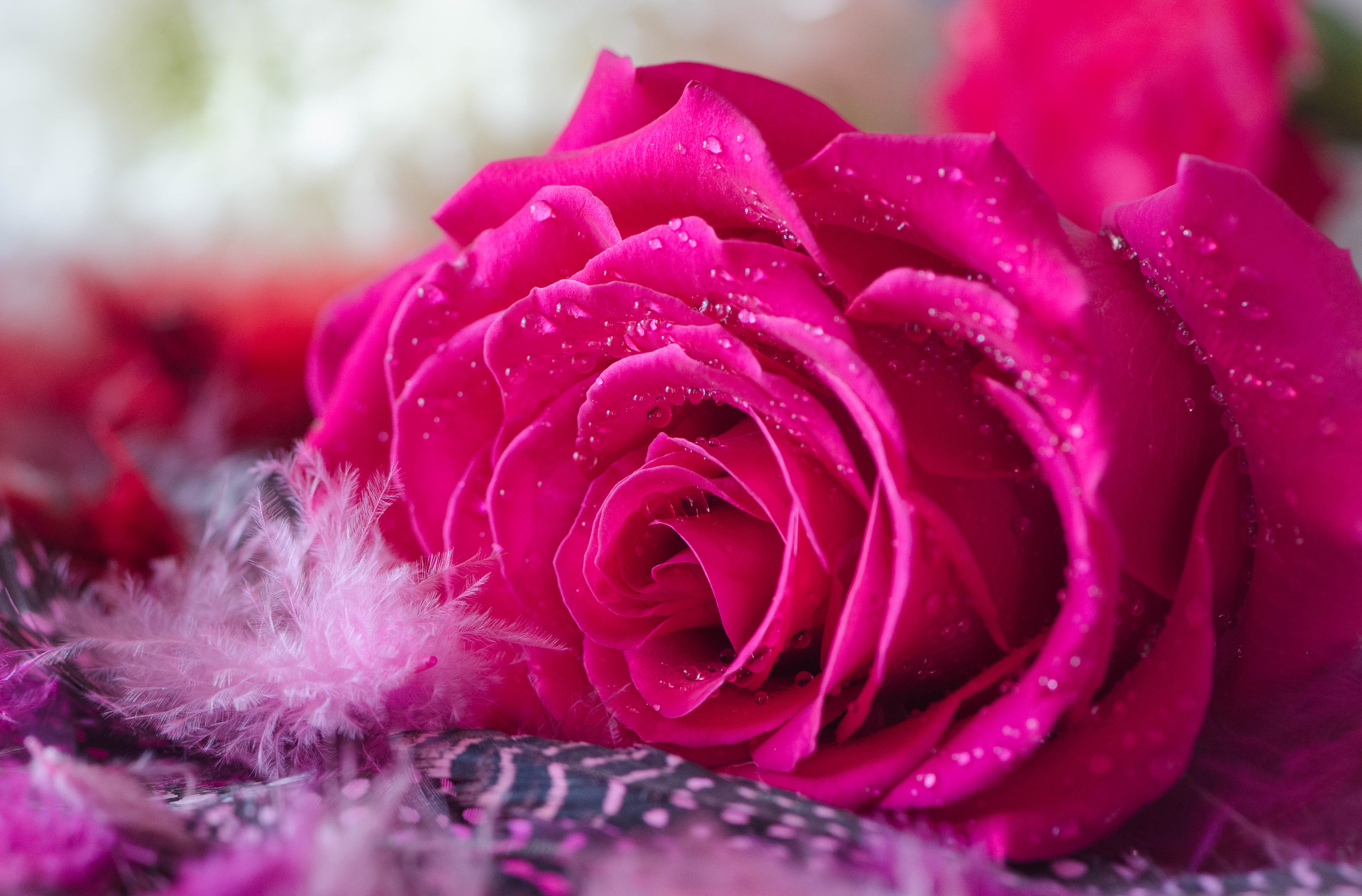 Handy-Wallpaper Blumen, Blume, Rose, Wassertropfen, Erde/natur, Pinke Blume kostenlos herunterladen.