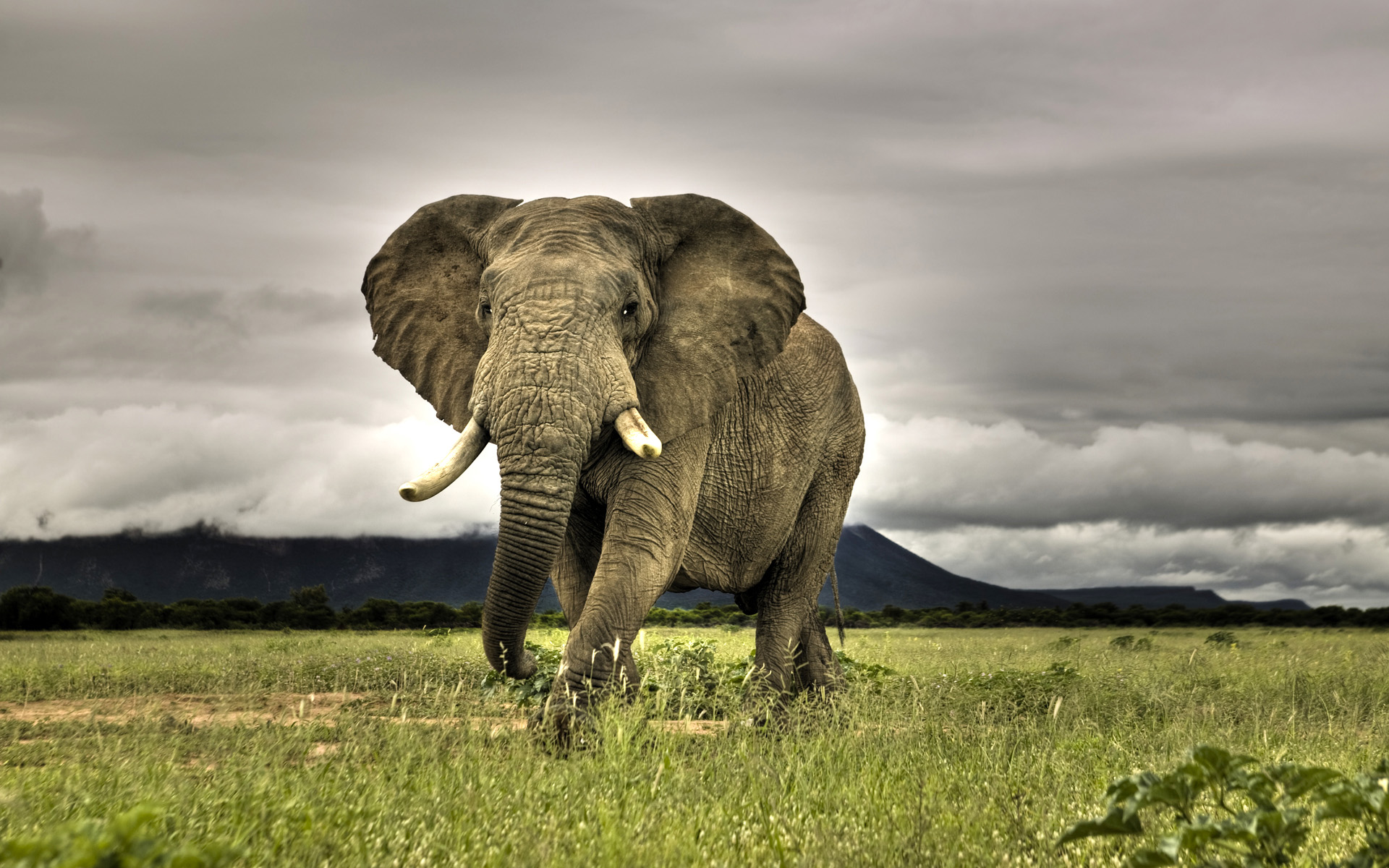 Descarga gratuita de fondo de pantalla para móvil de Animales, Elefante Africano De Sabana.