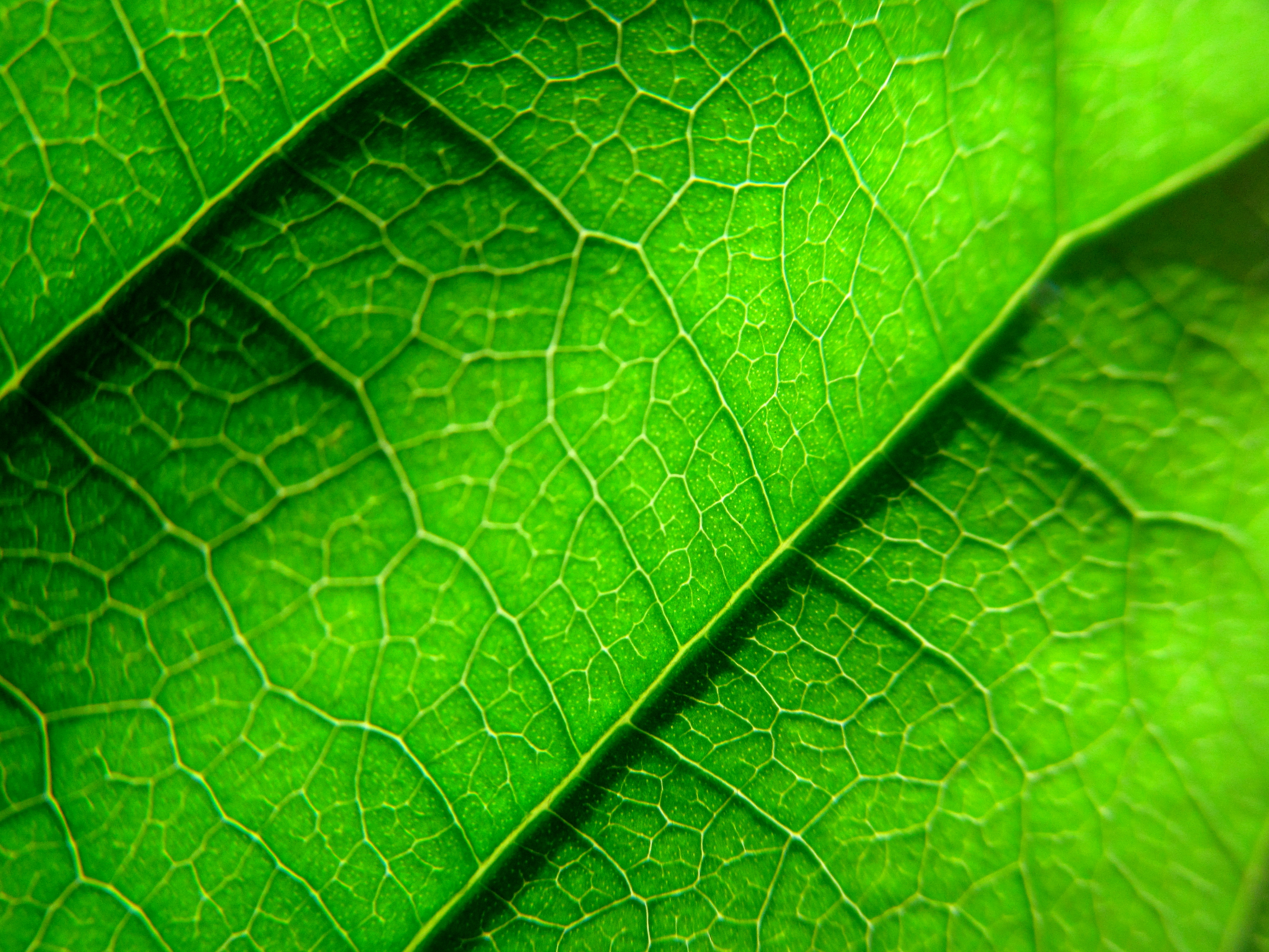 Free download wallpaper Macro, Plant, Sheet, Leaf, Veins on your PC desktop