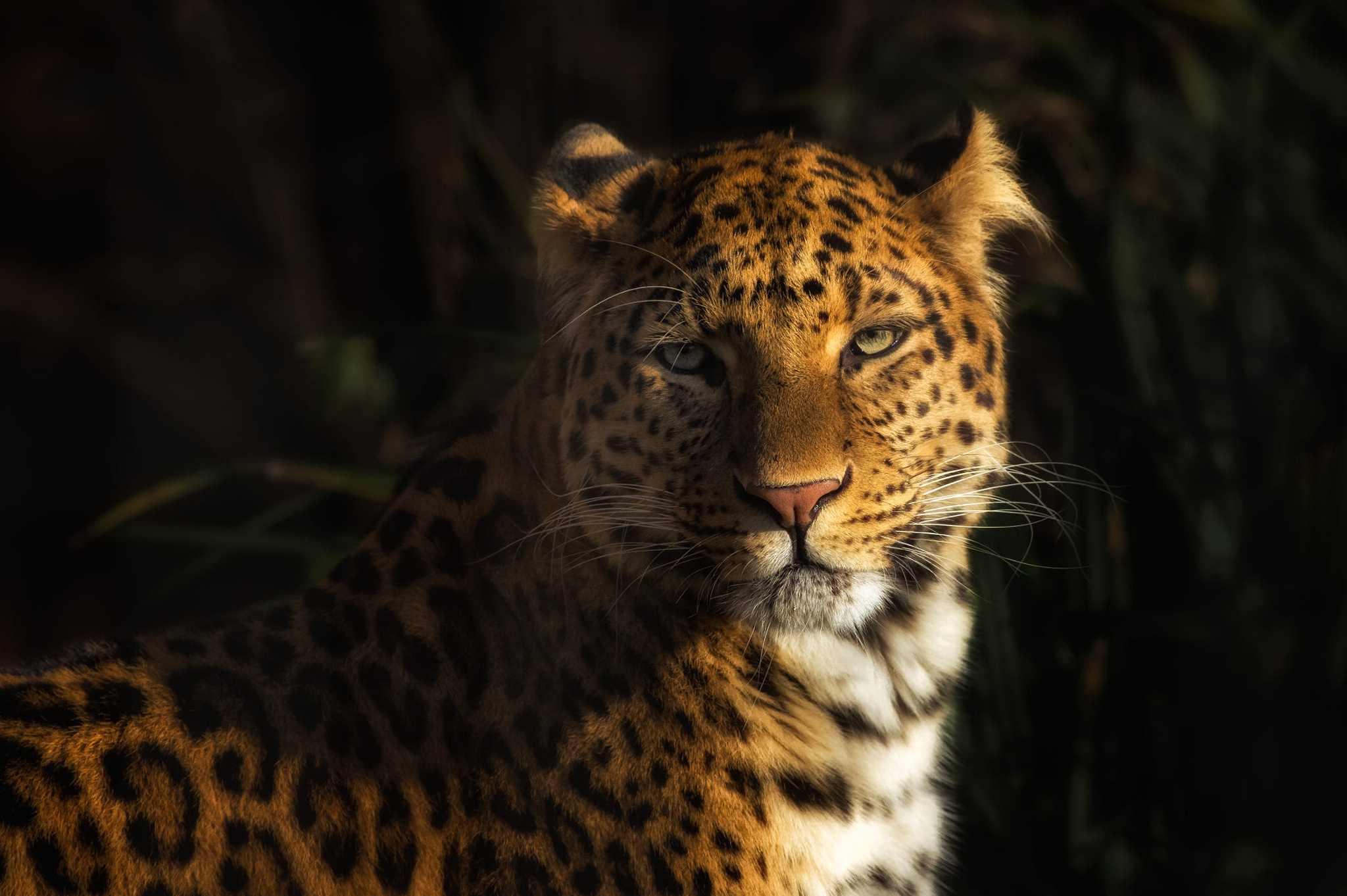 Free download wallpaper Leopard, Cats, Animal on your PC desktop