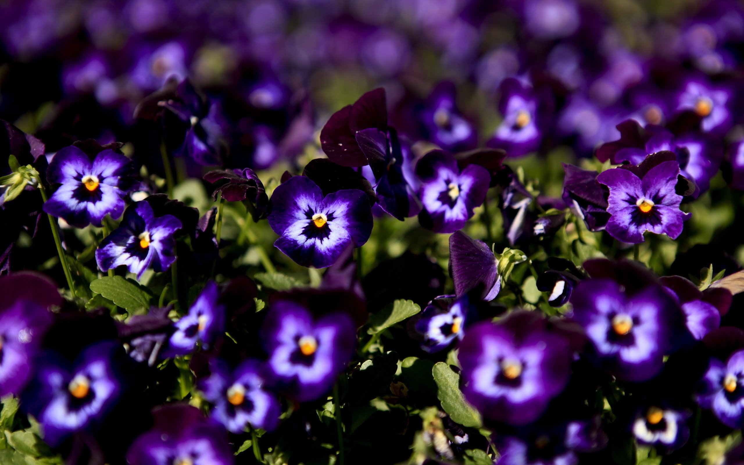 Free download wallpaper Flowers, Flower, Earth, Pansy on your PC desktop